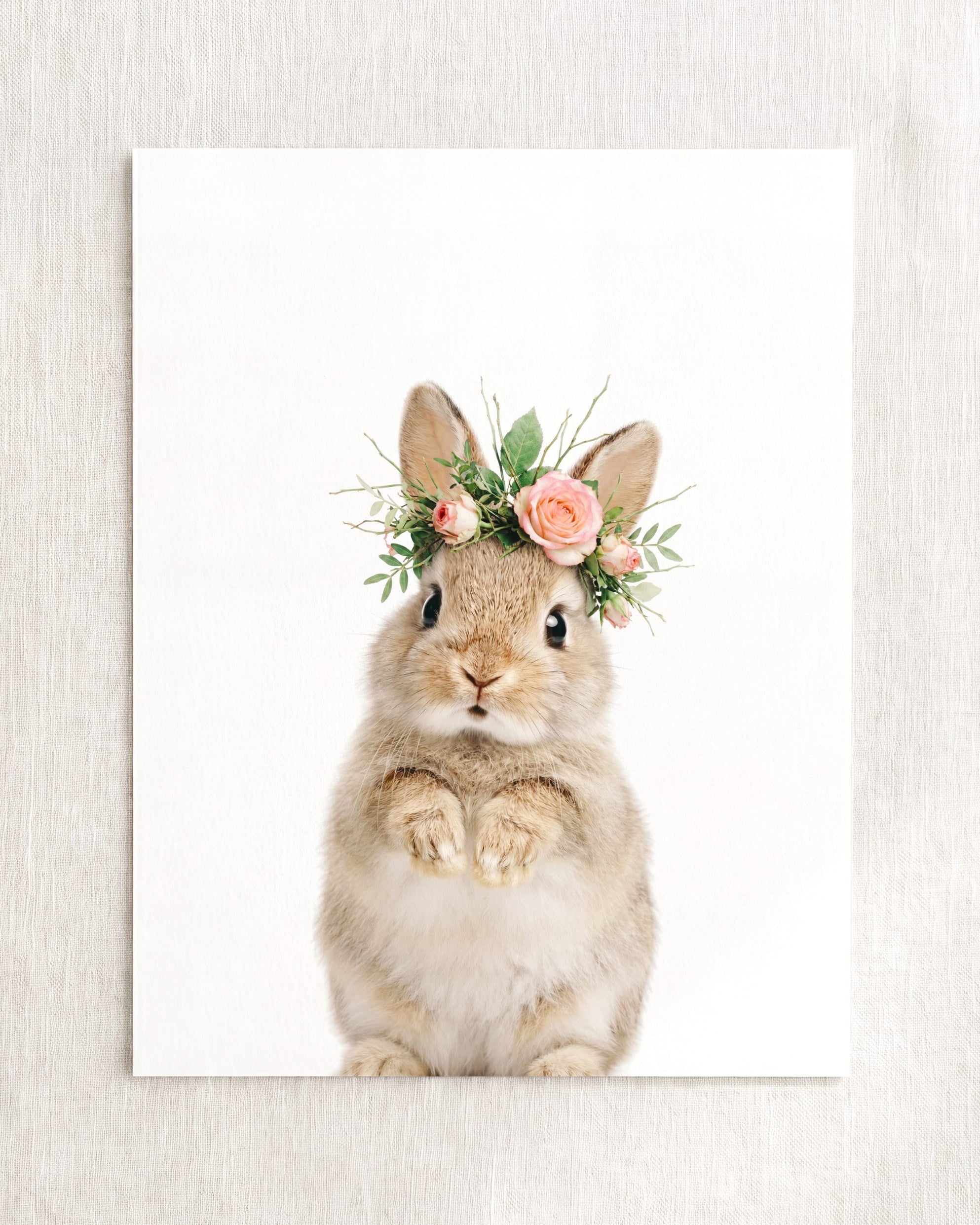 Baby Rabbit