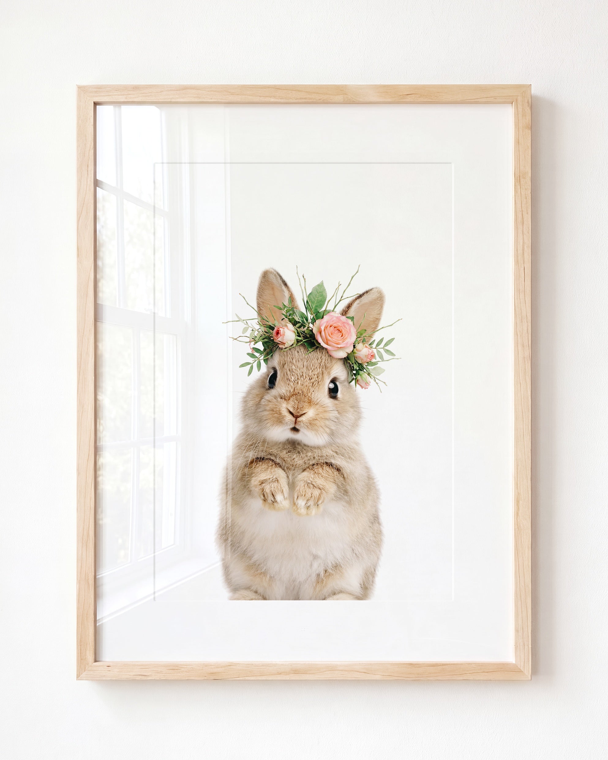 Baby Rabbit