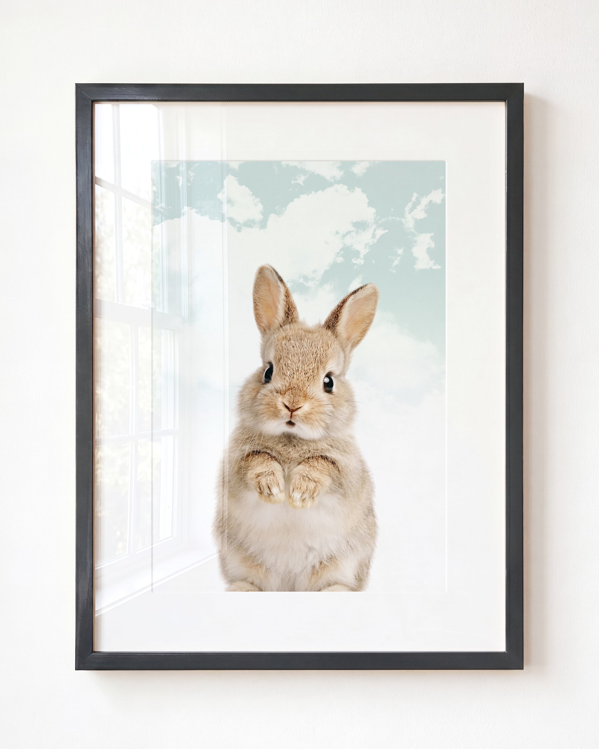 Baby Rabbit