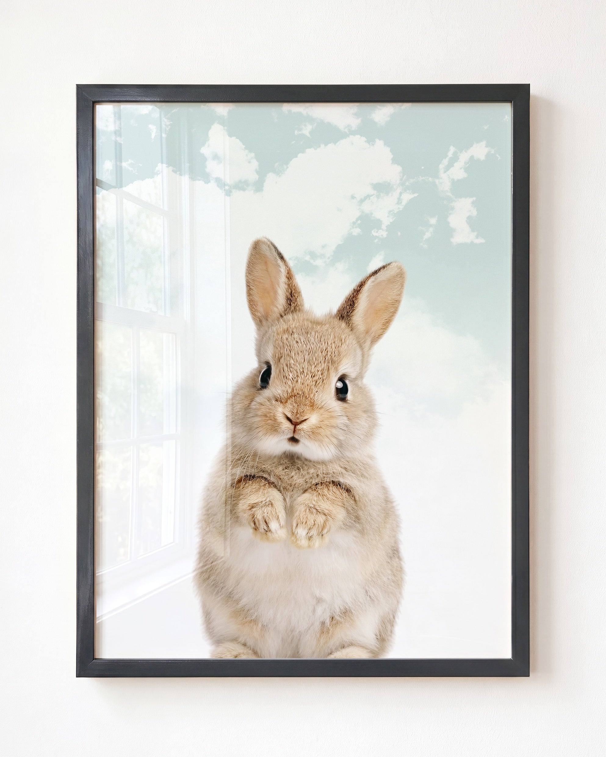 Baby Rabbit