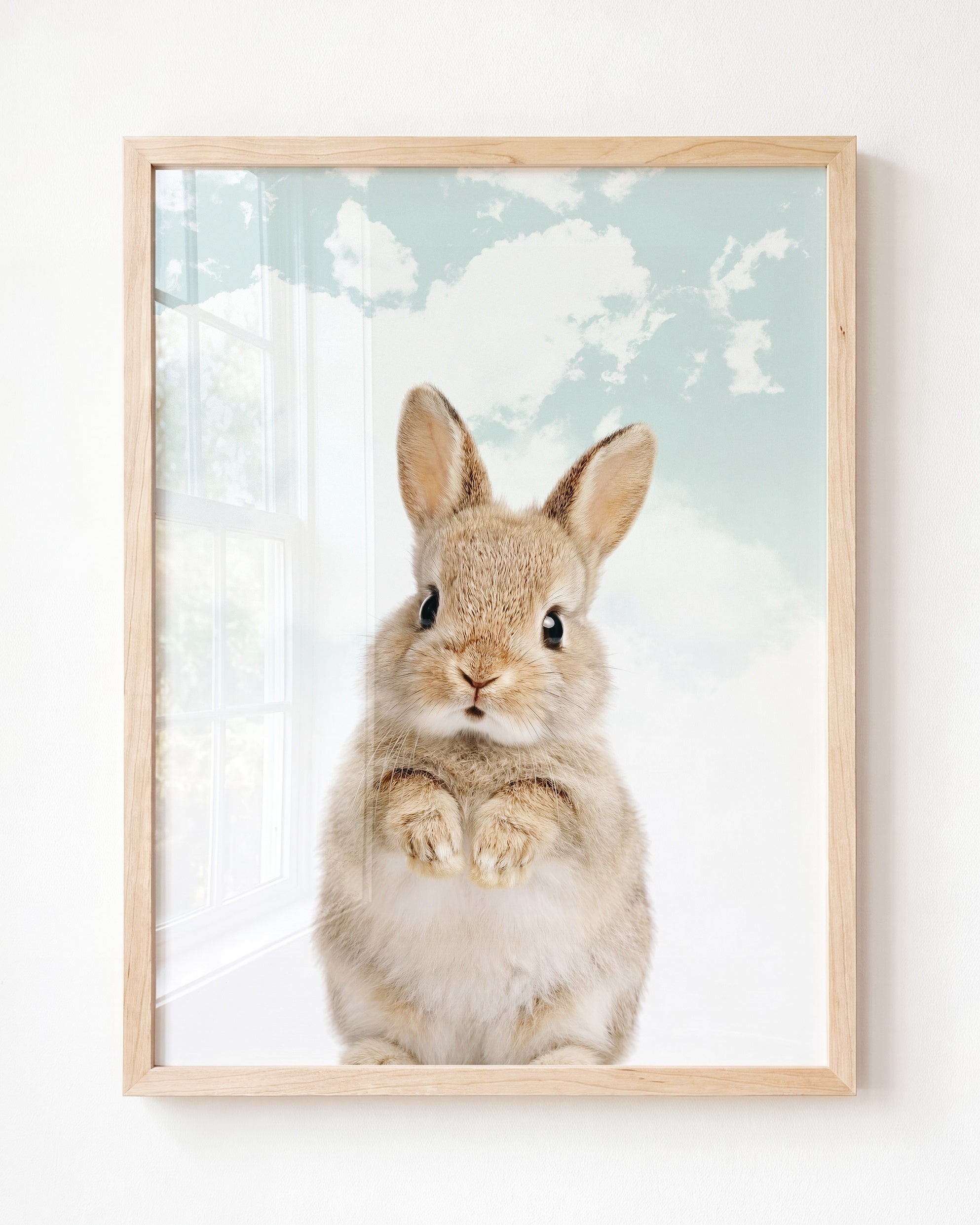 Baby Rabbit
