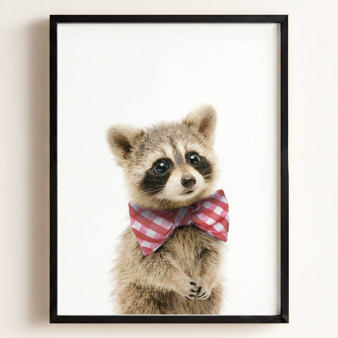 Baby Raccoon