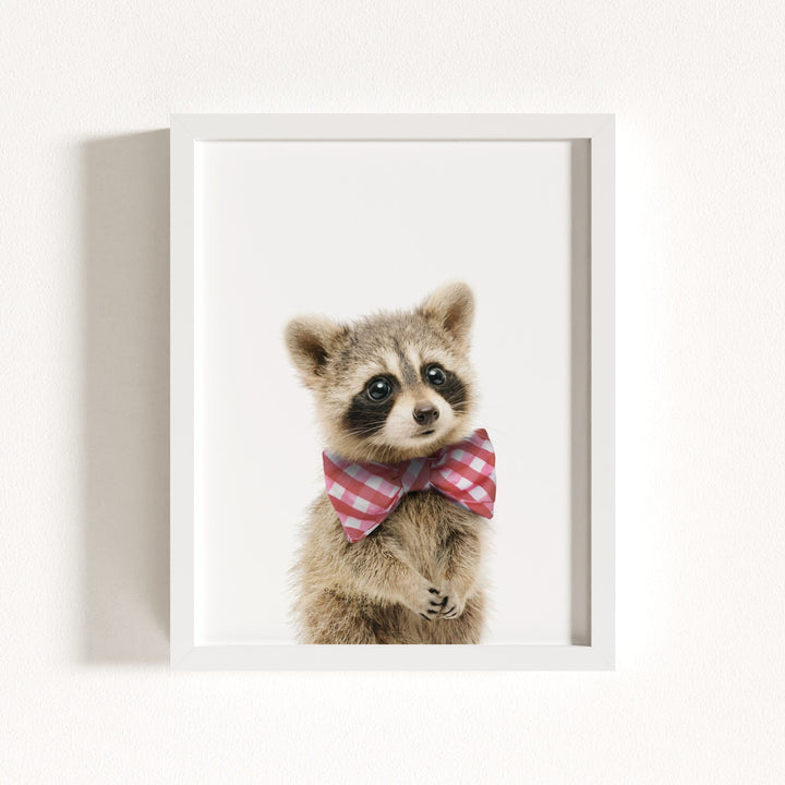 Baby Raccoon