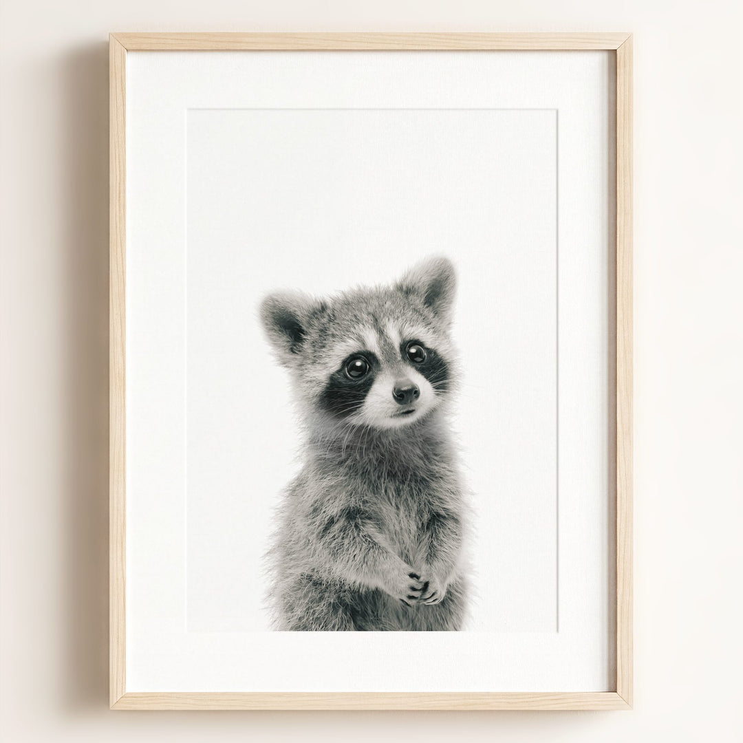 Baby Raccoon