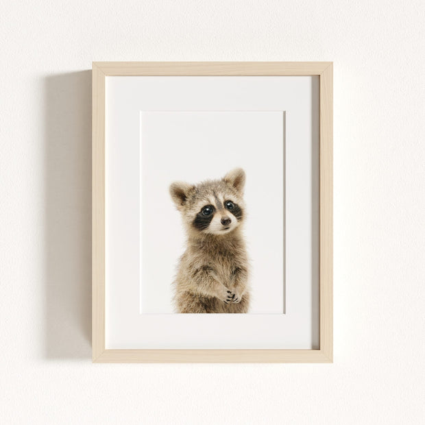 Baby Raccoon