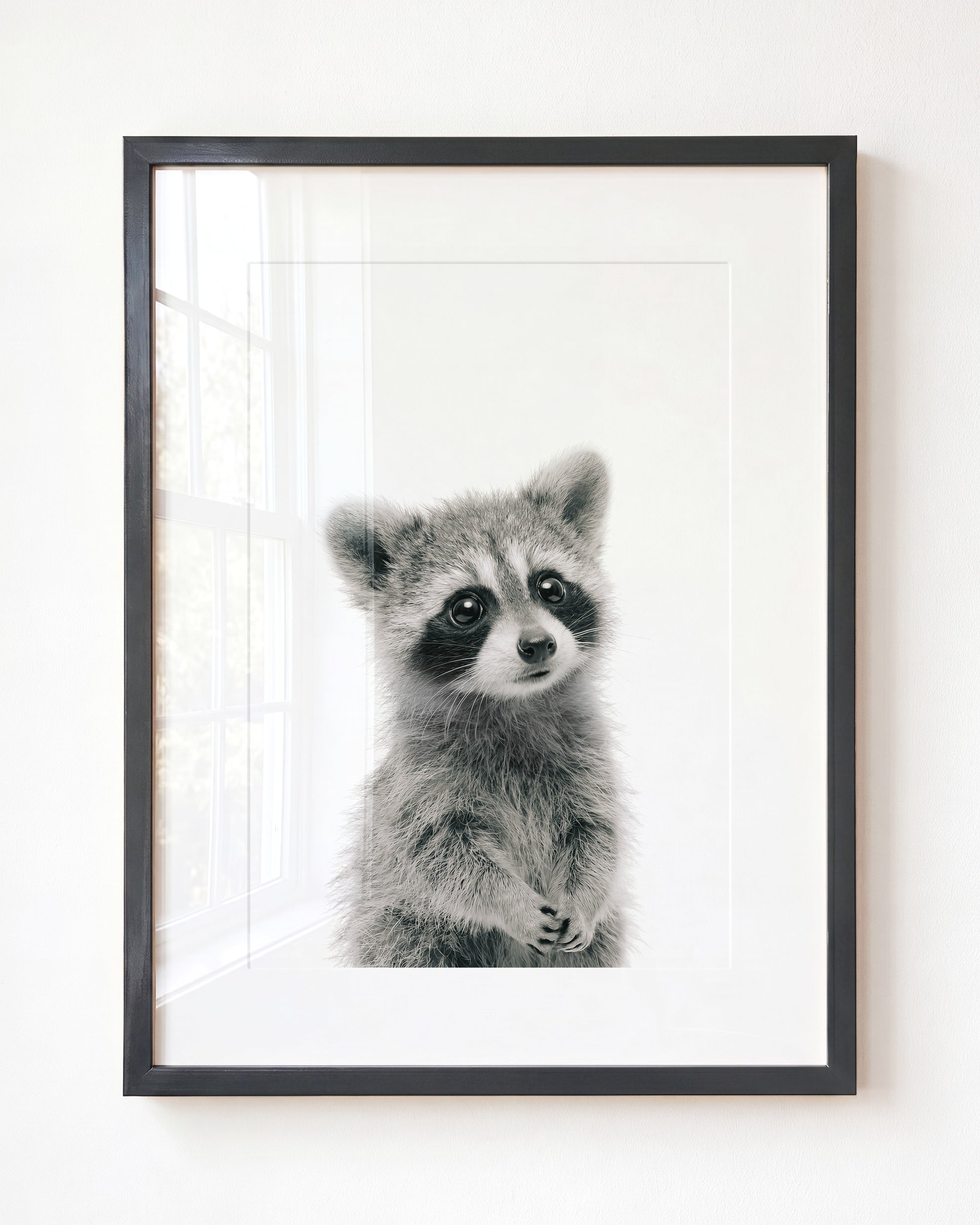 Baby Raccoon