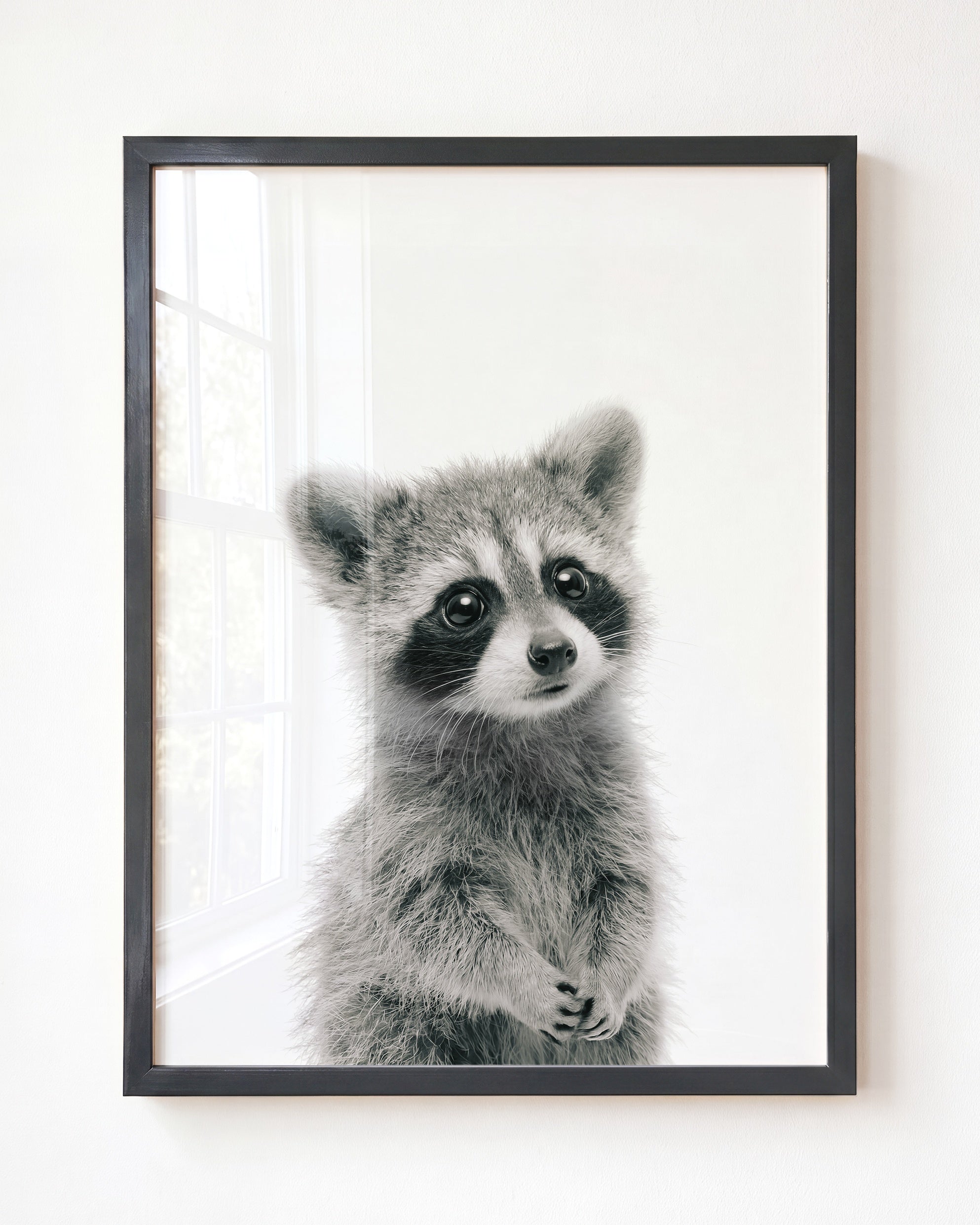 Baby Raccoon
