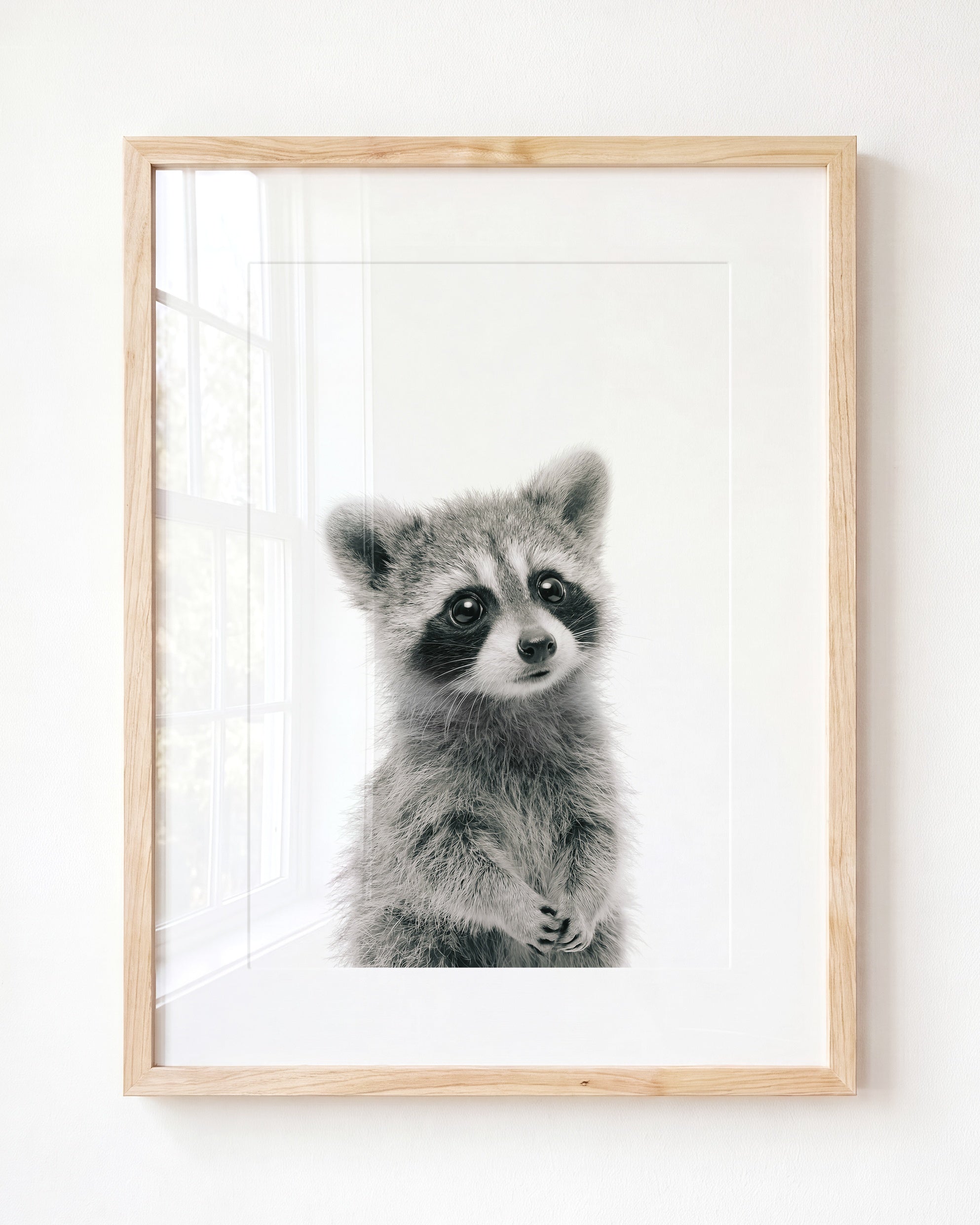 Baby Raccoon