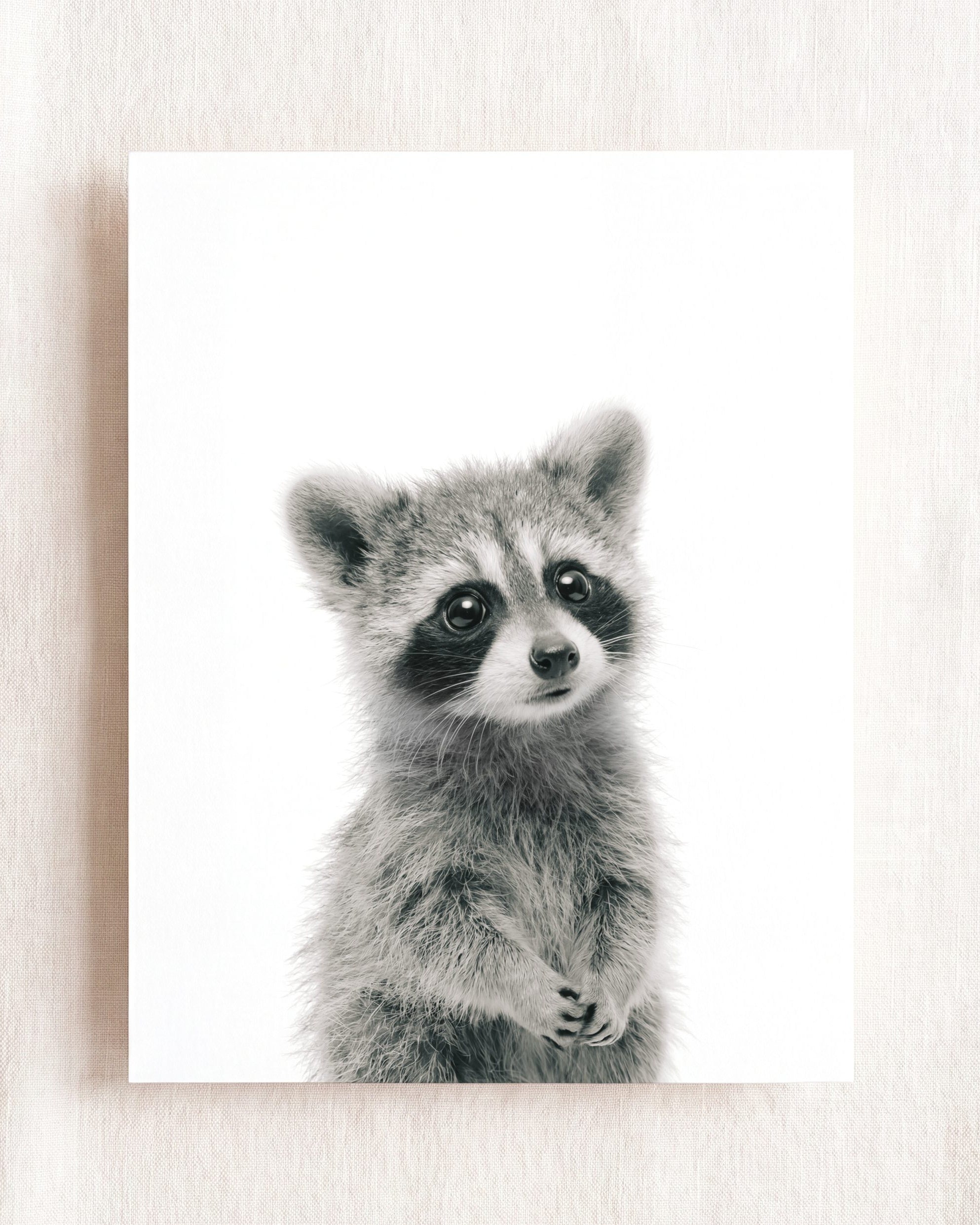 Baby Raccoon