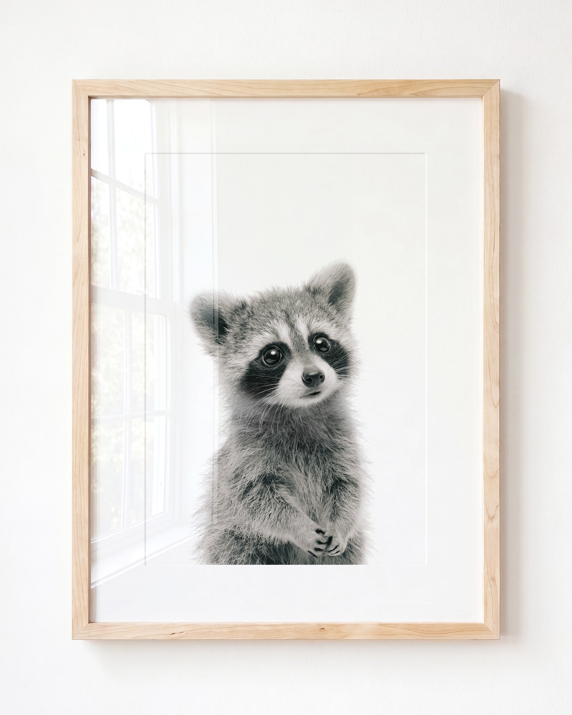 Baby Raccoon