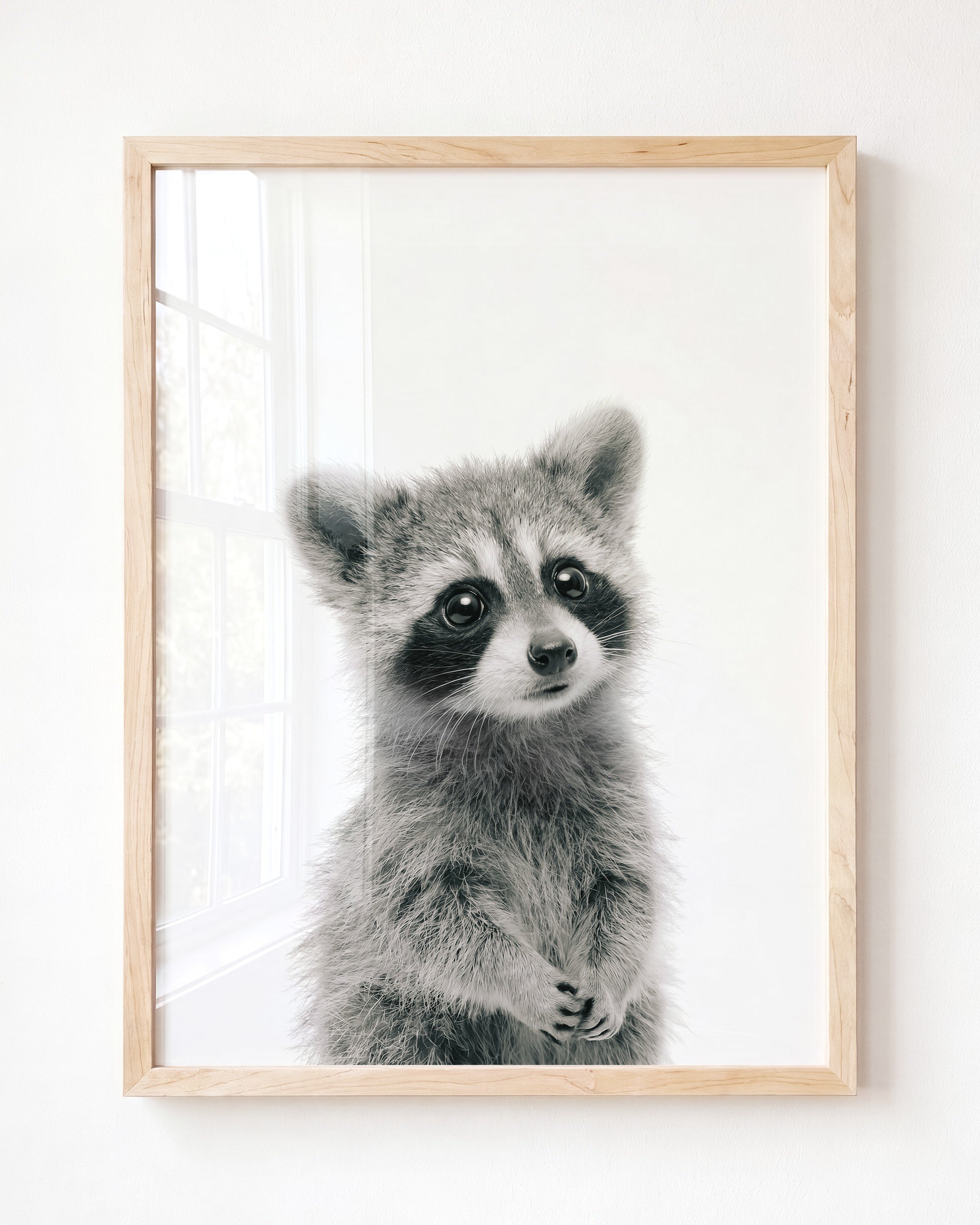 Baby Raccoon