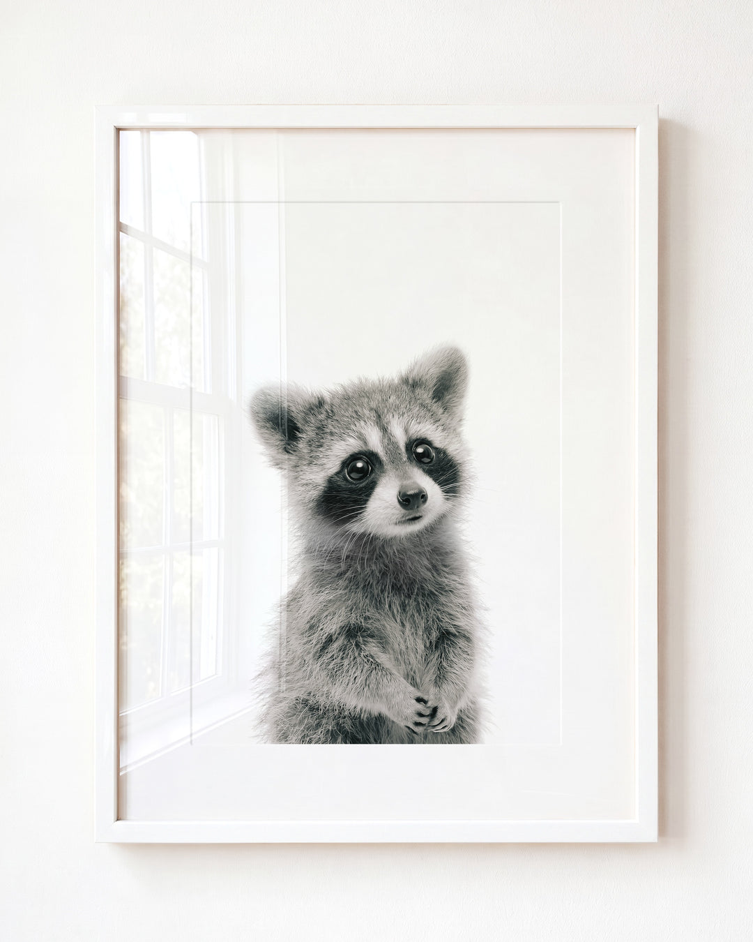 Baby Raccoon — Framed