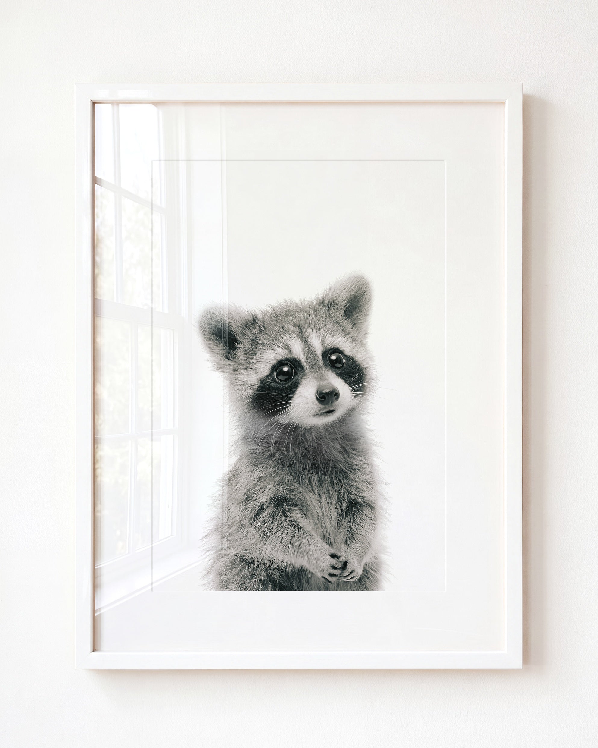 Baby Raccoon