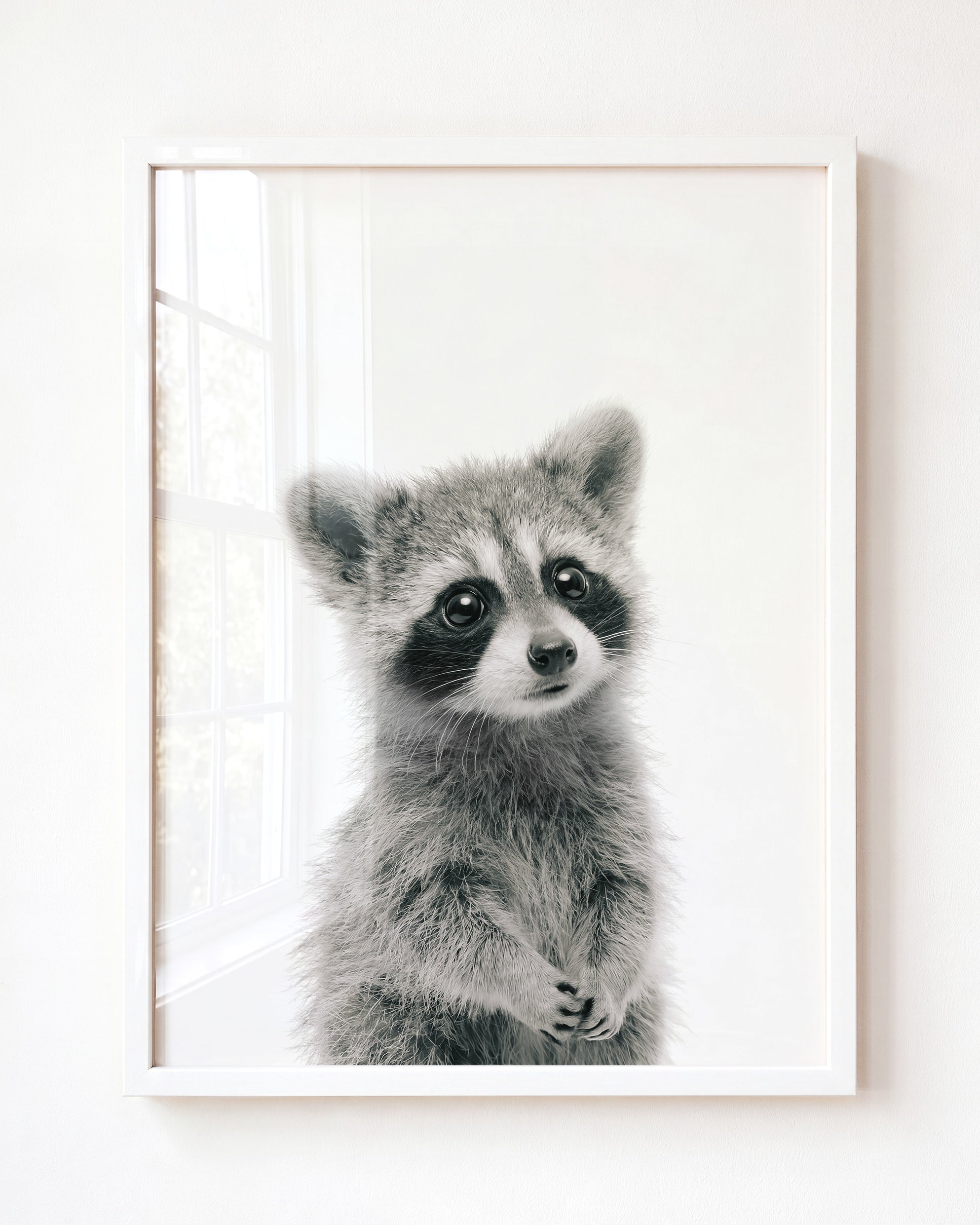 Baby Raccoon