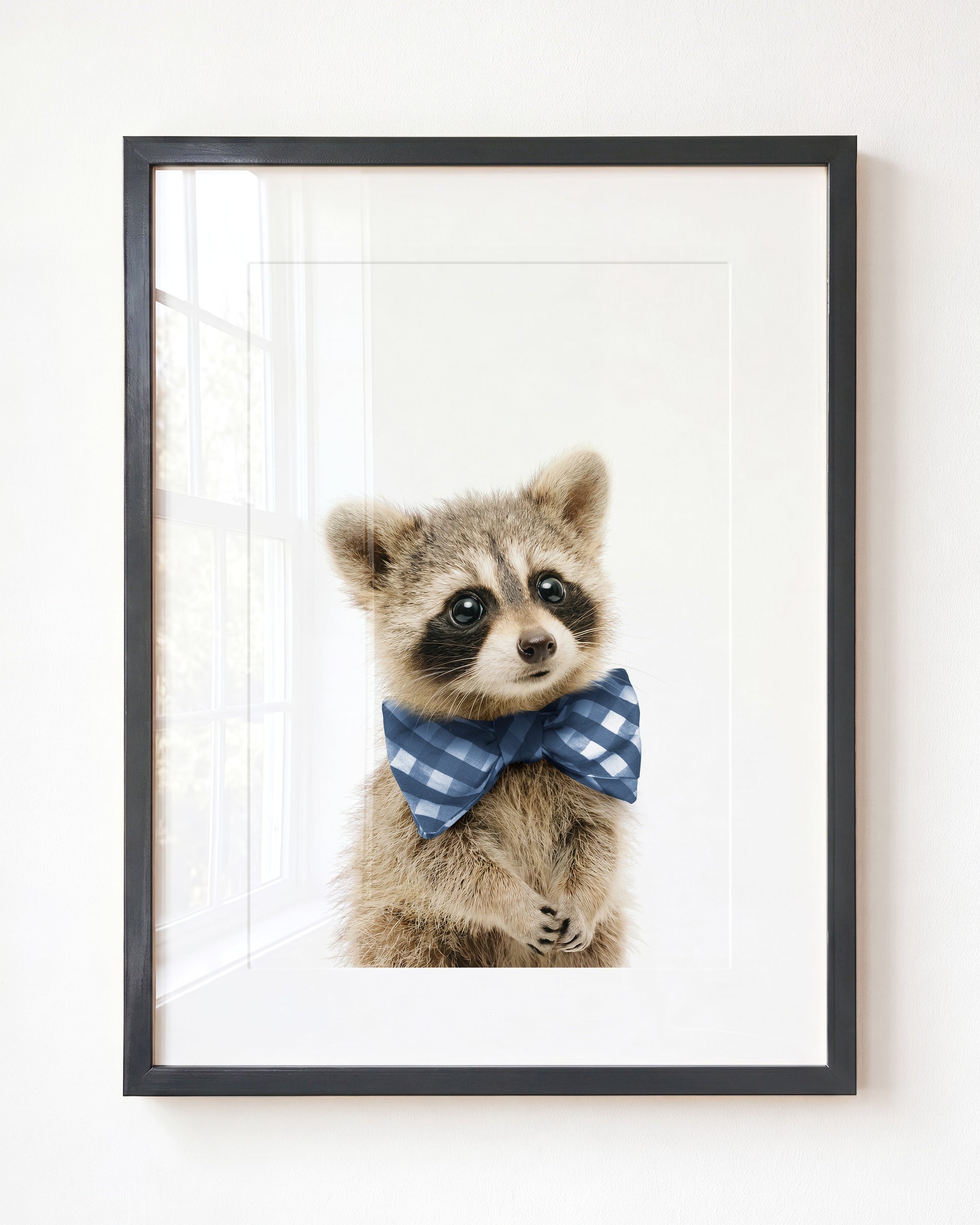 Baby Raccoon