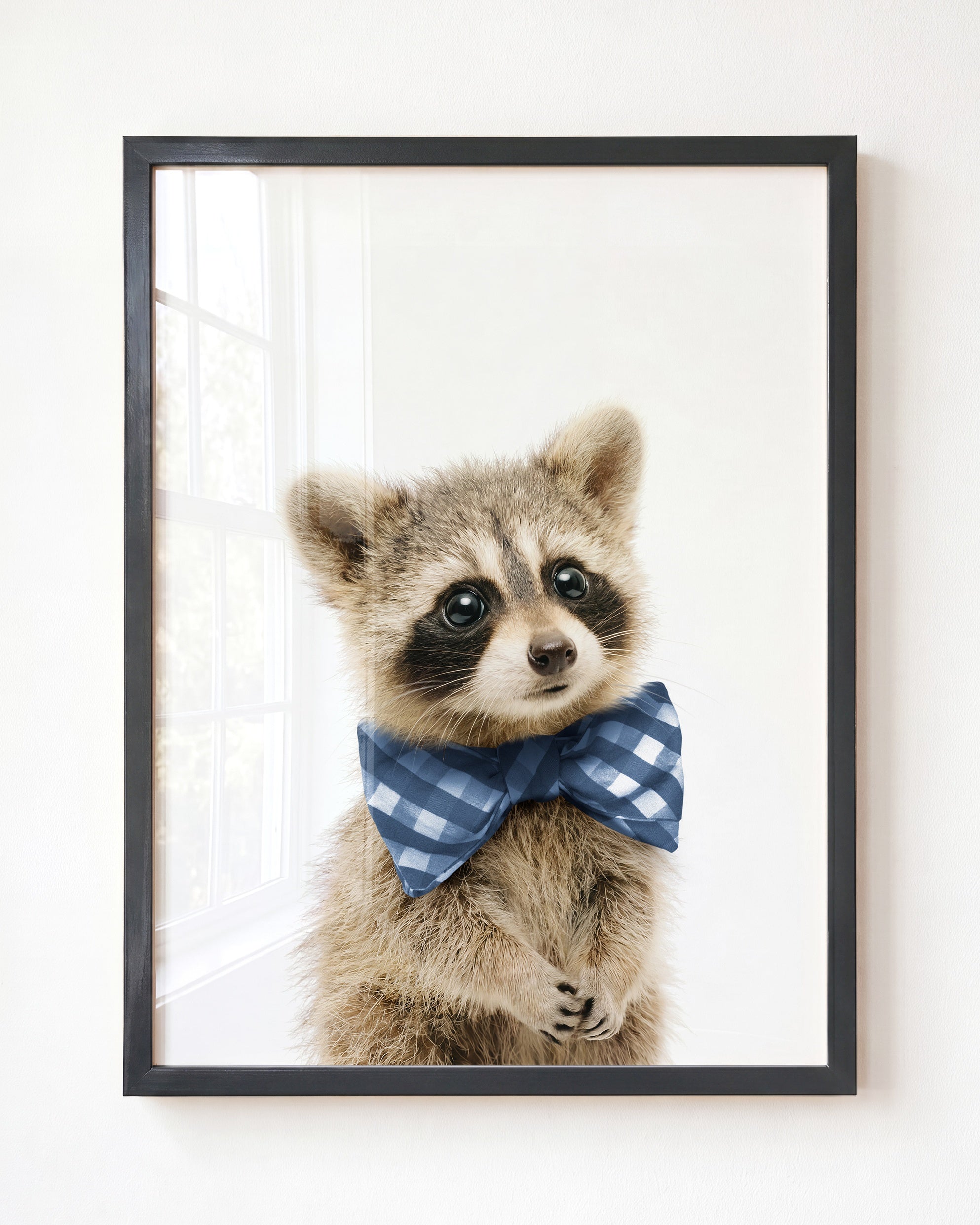 Baby Raccoon