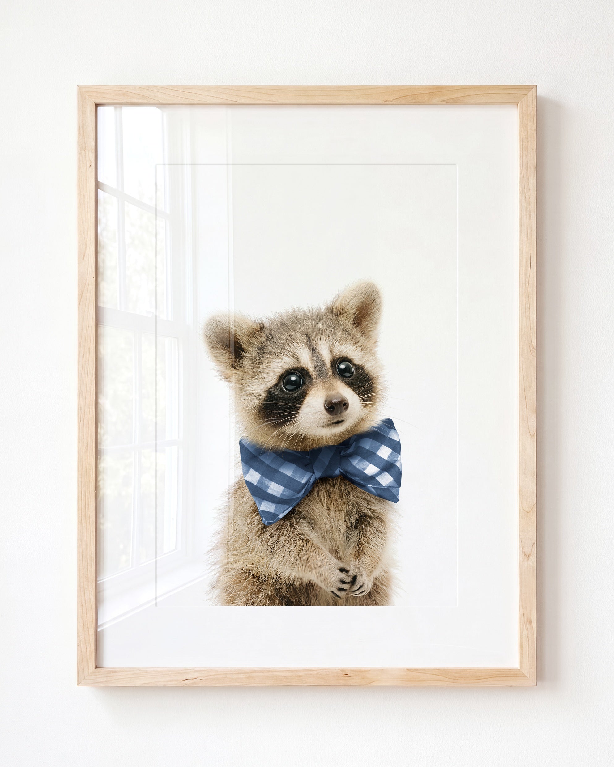 Baby Raccoon