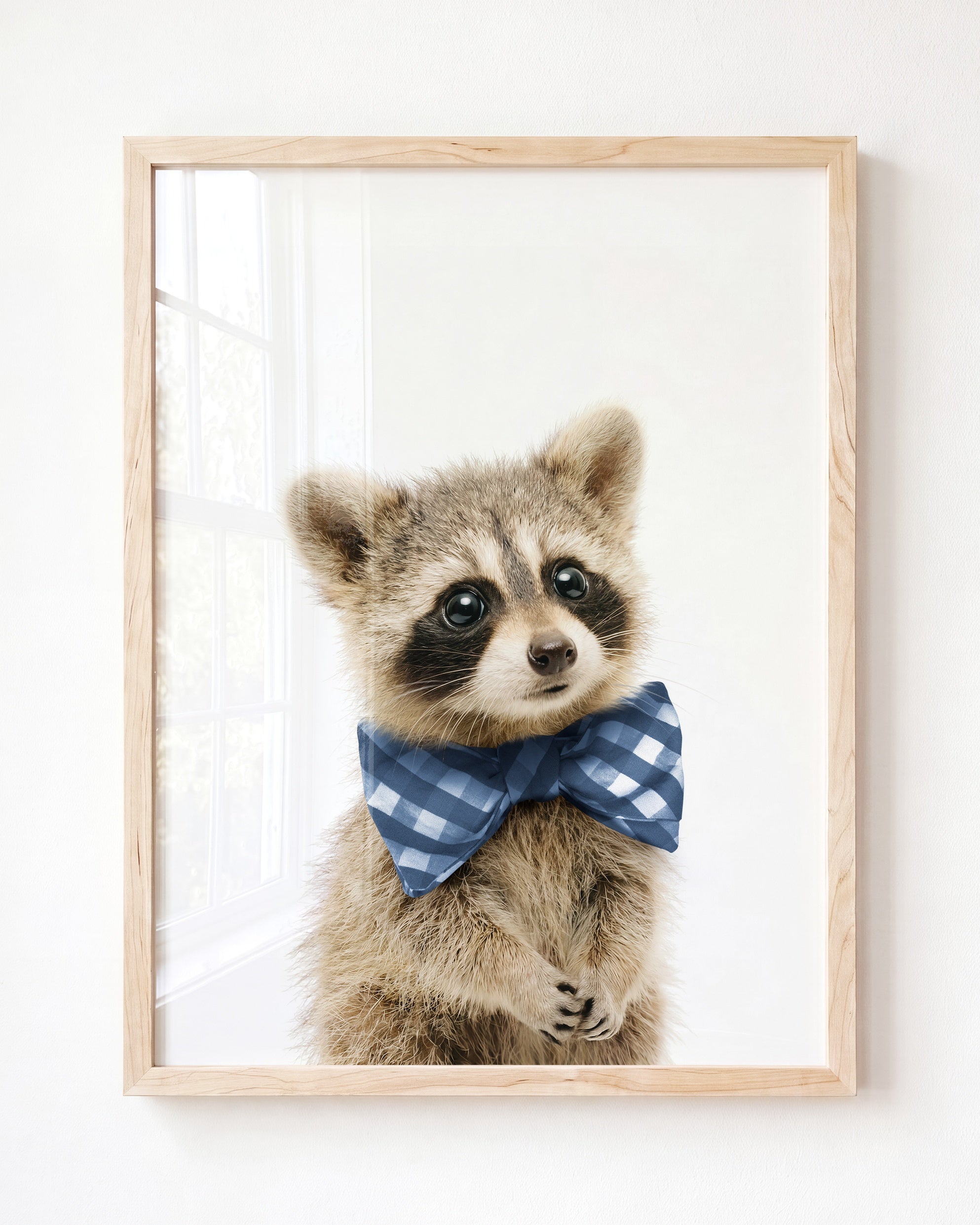 Baby Raccoon