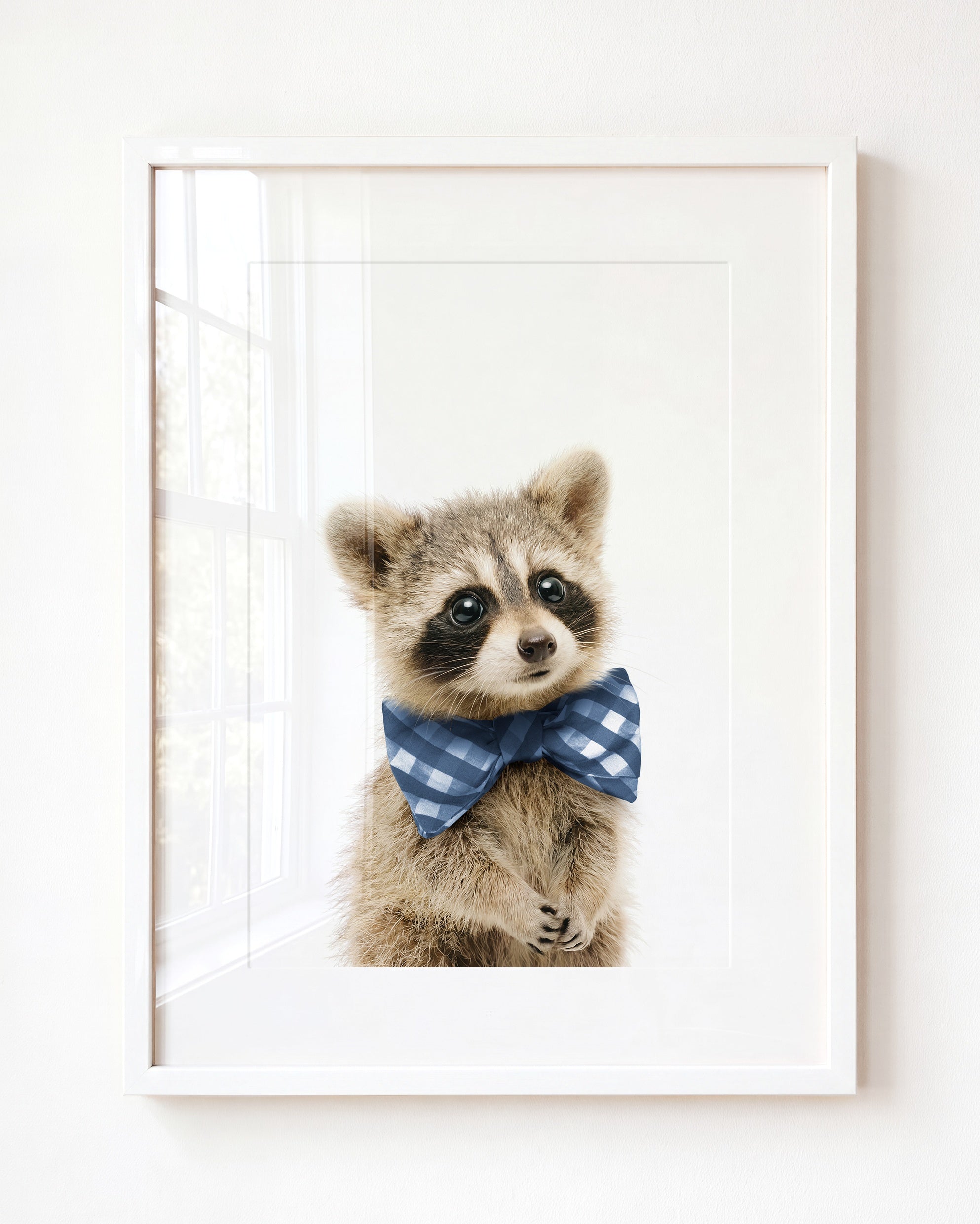 Baby Raccoon