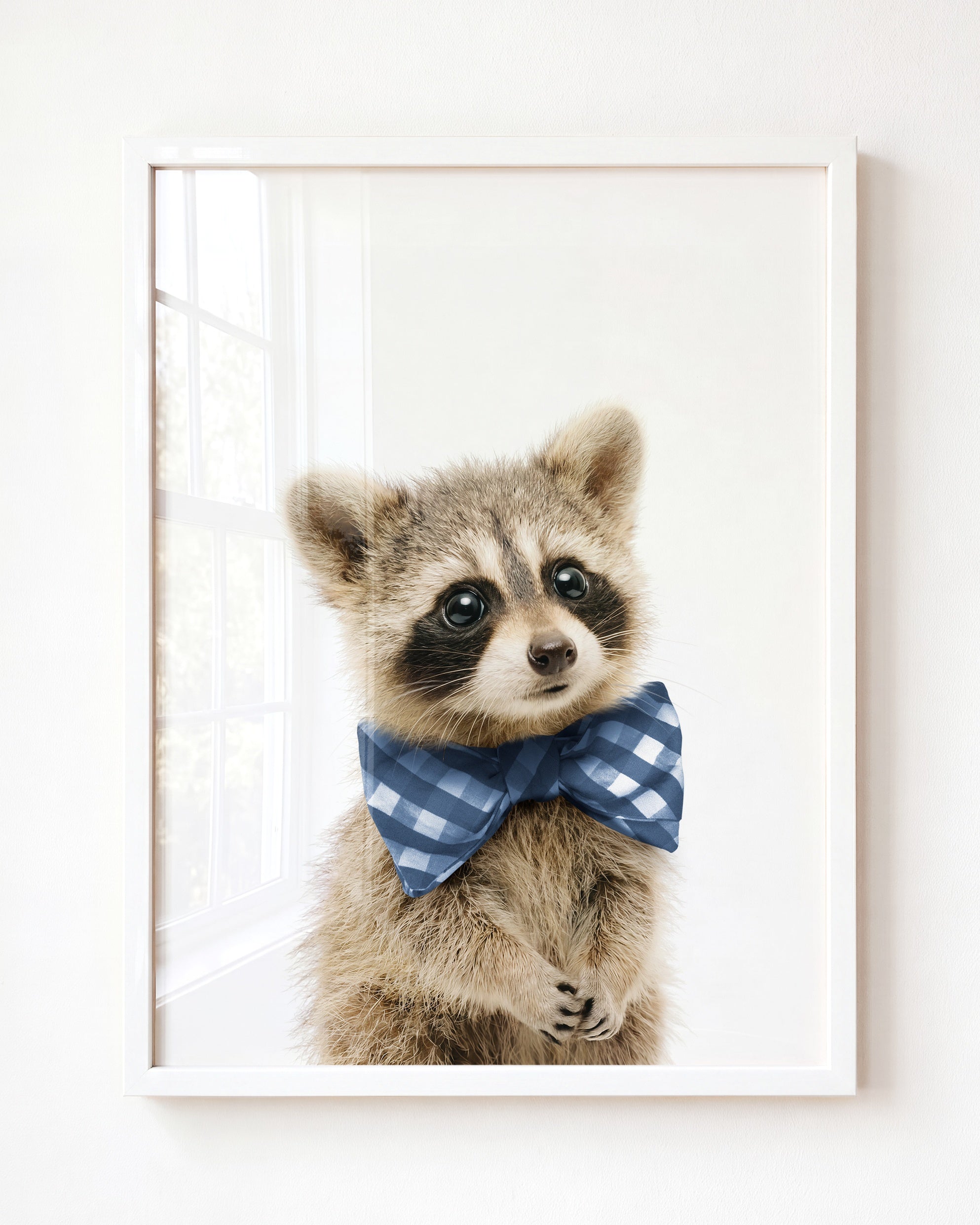 Baby Raccoon