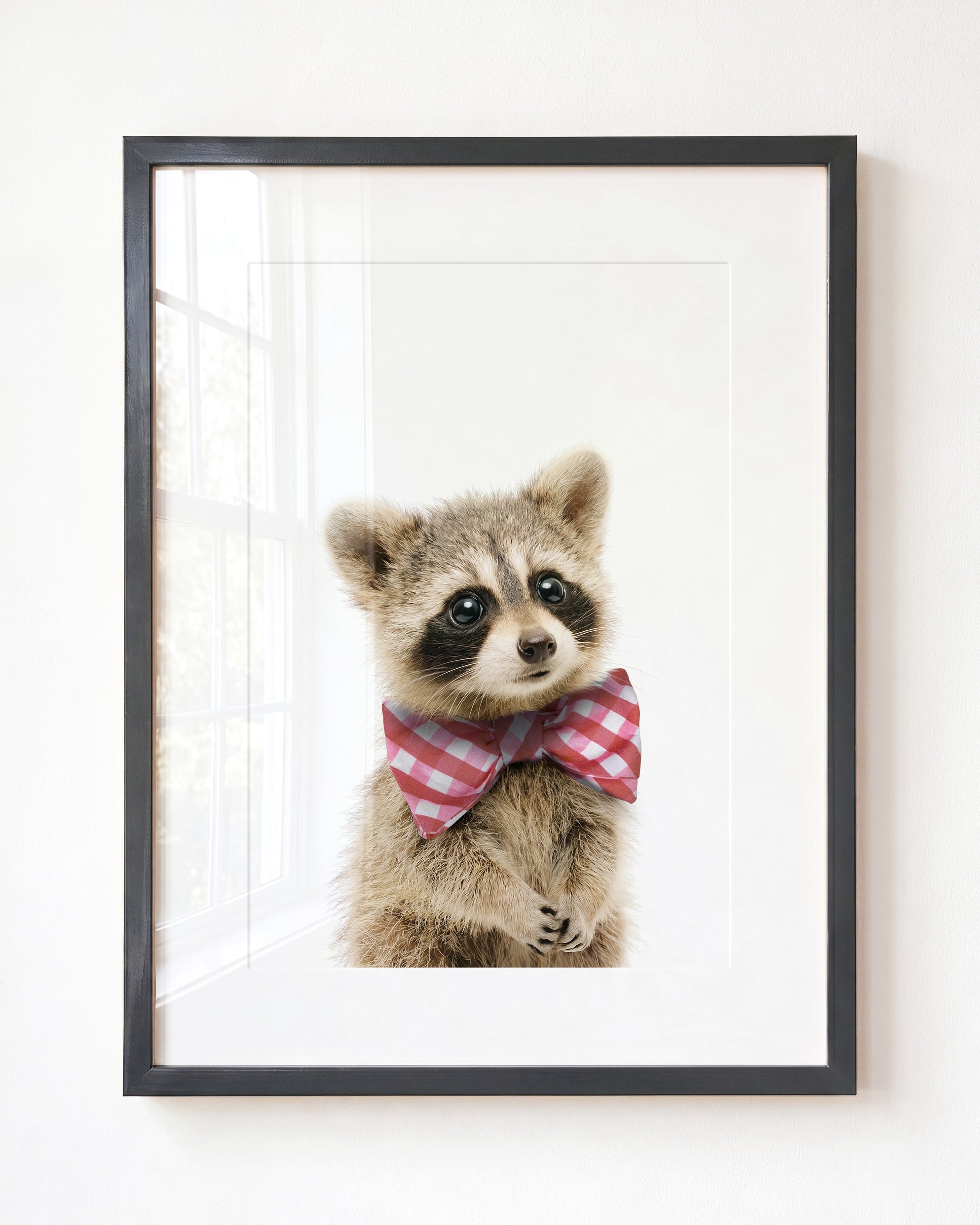 Baby Raccoon