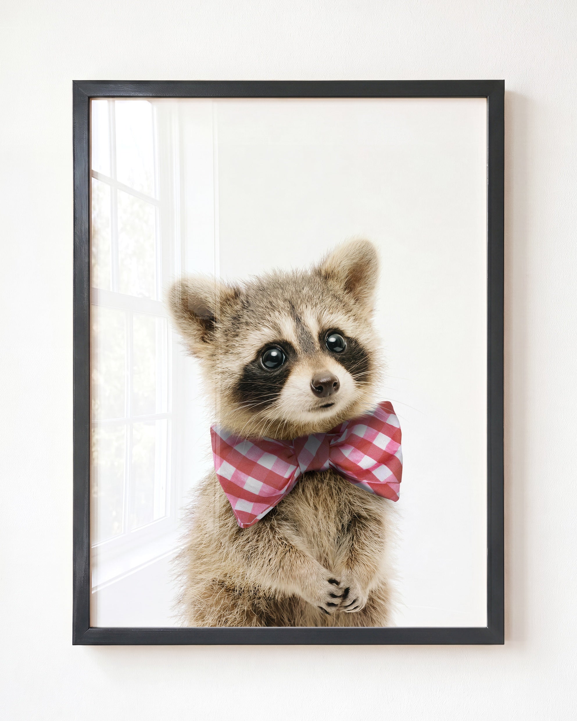 Baby Raccoon