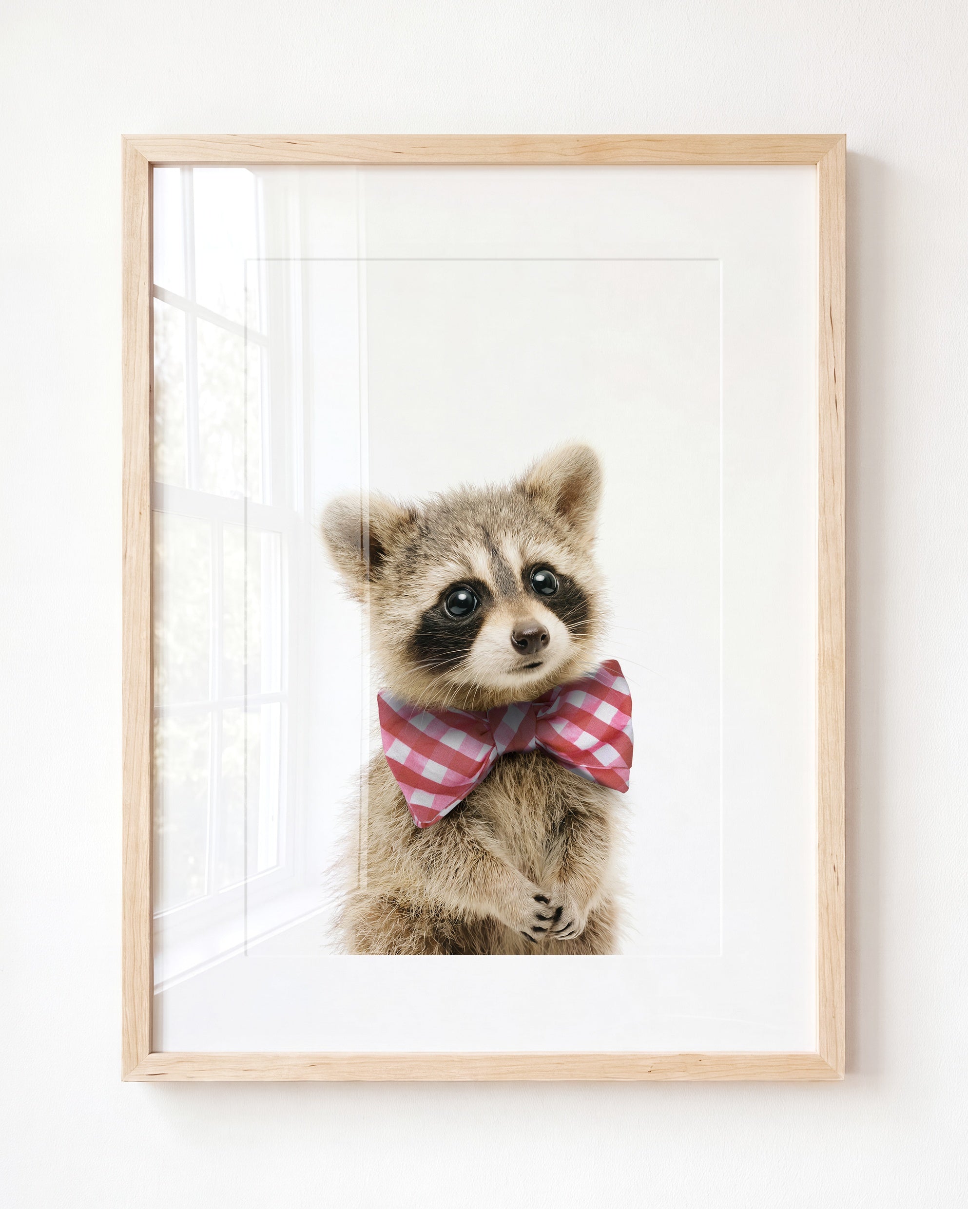 Baby Raccoon