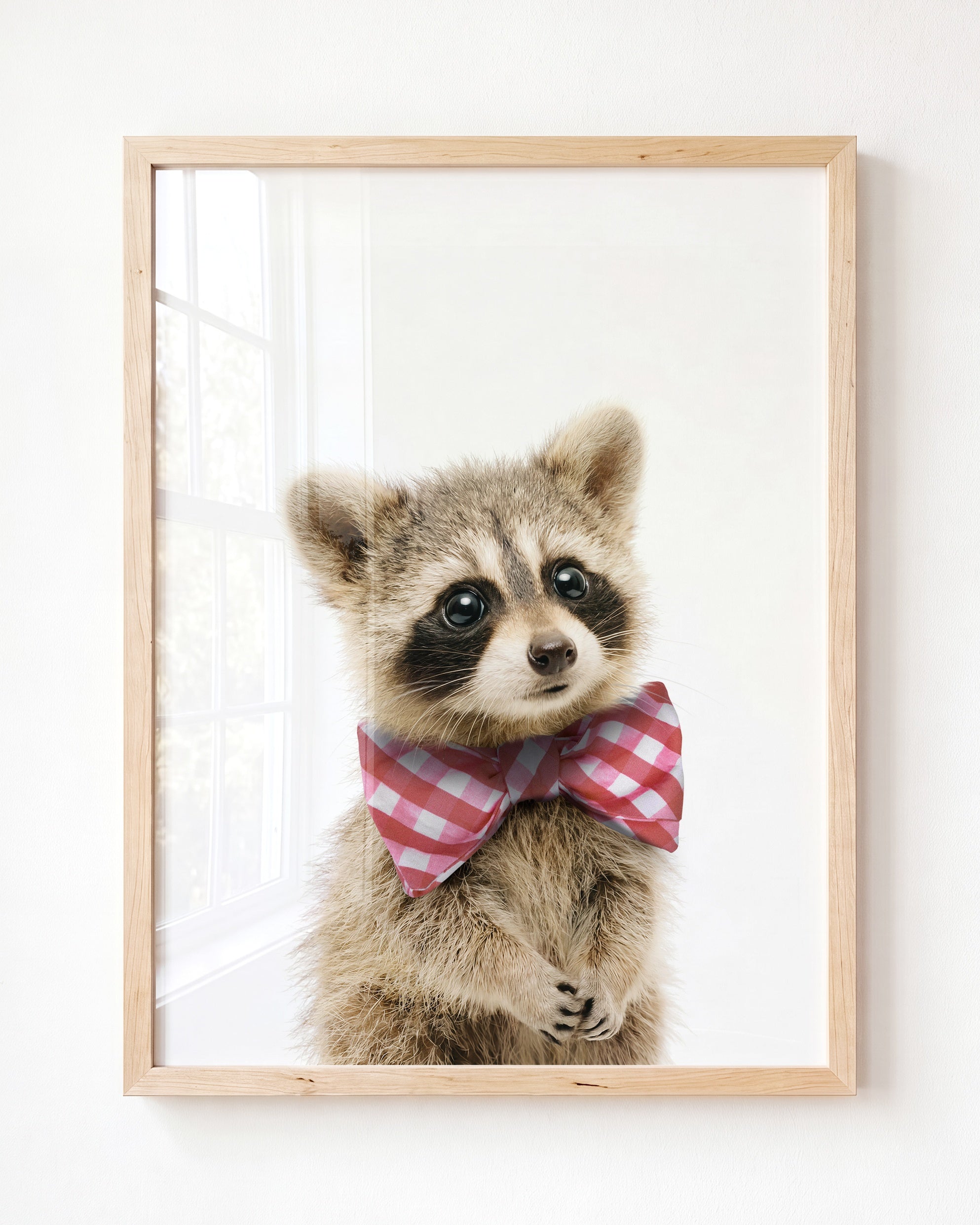 Baby Raccoon