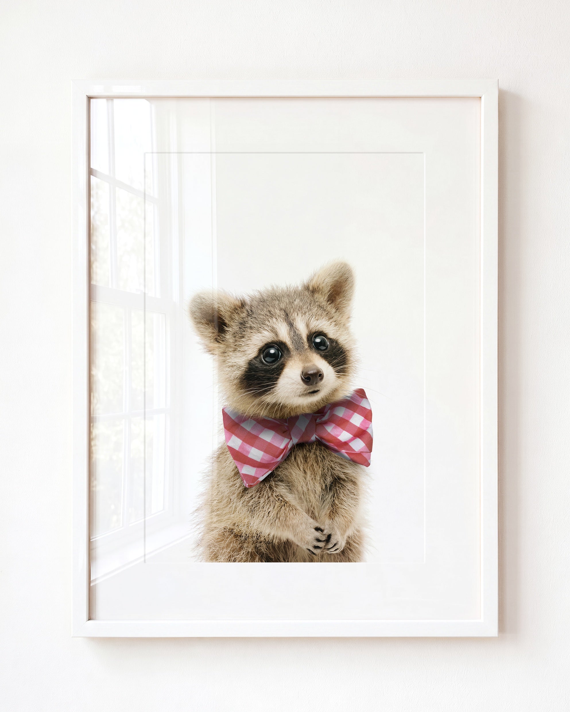 Baby Raccoon