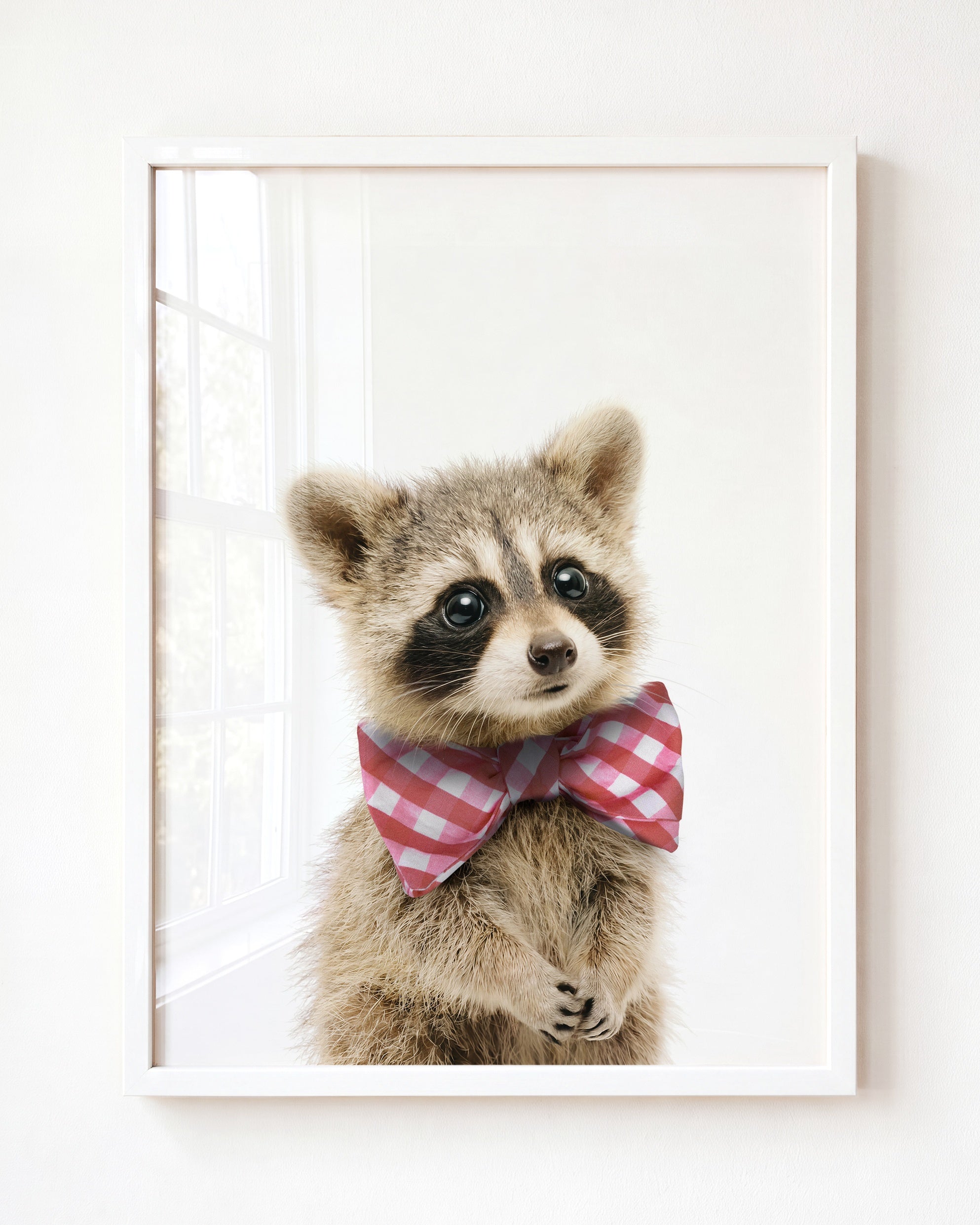 Baby Raccoon