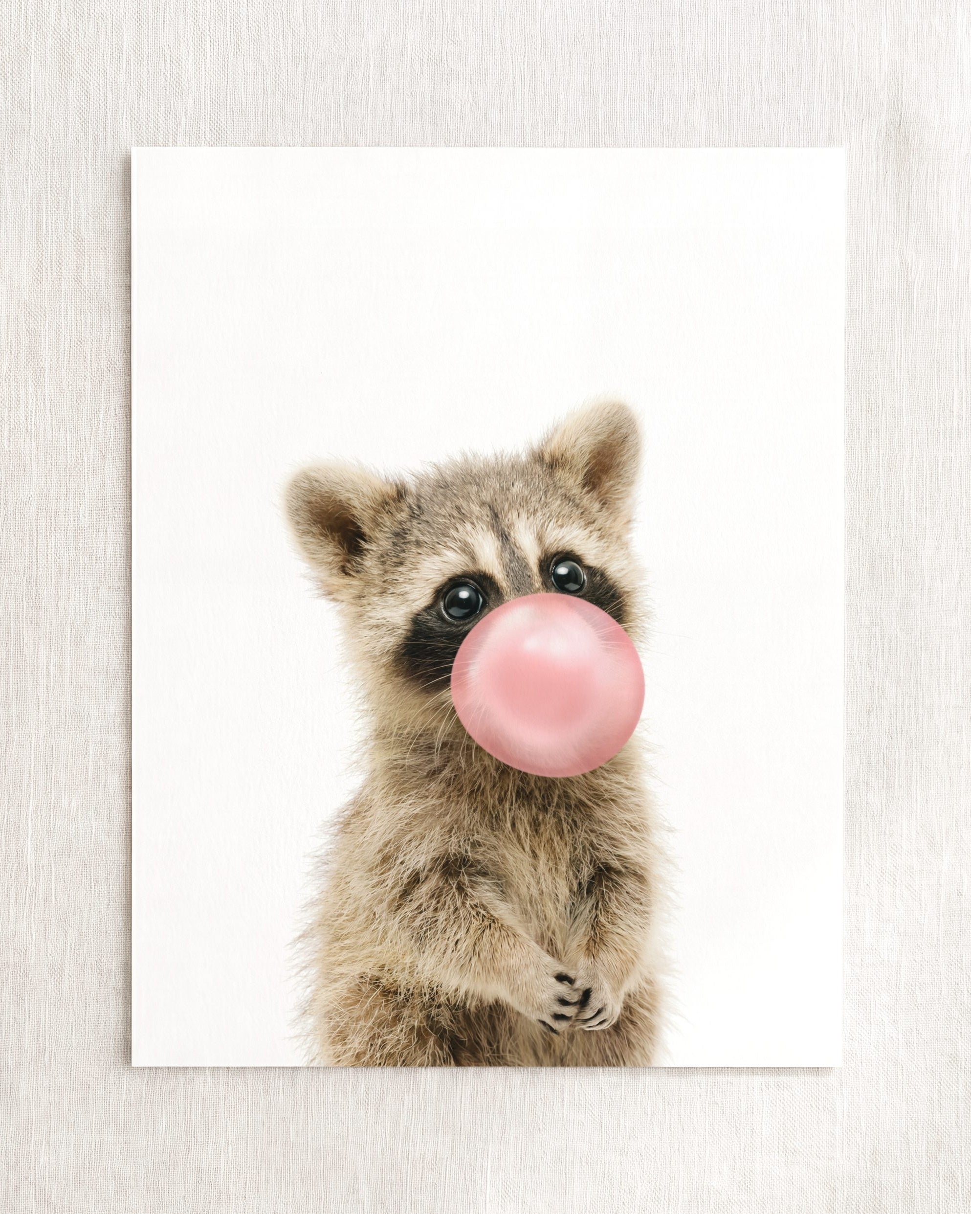 Baby Raccoon