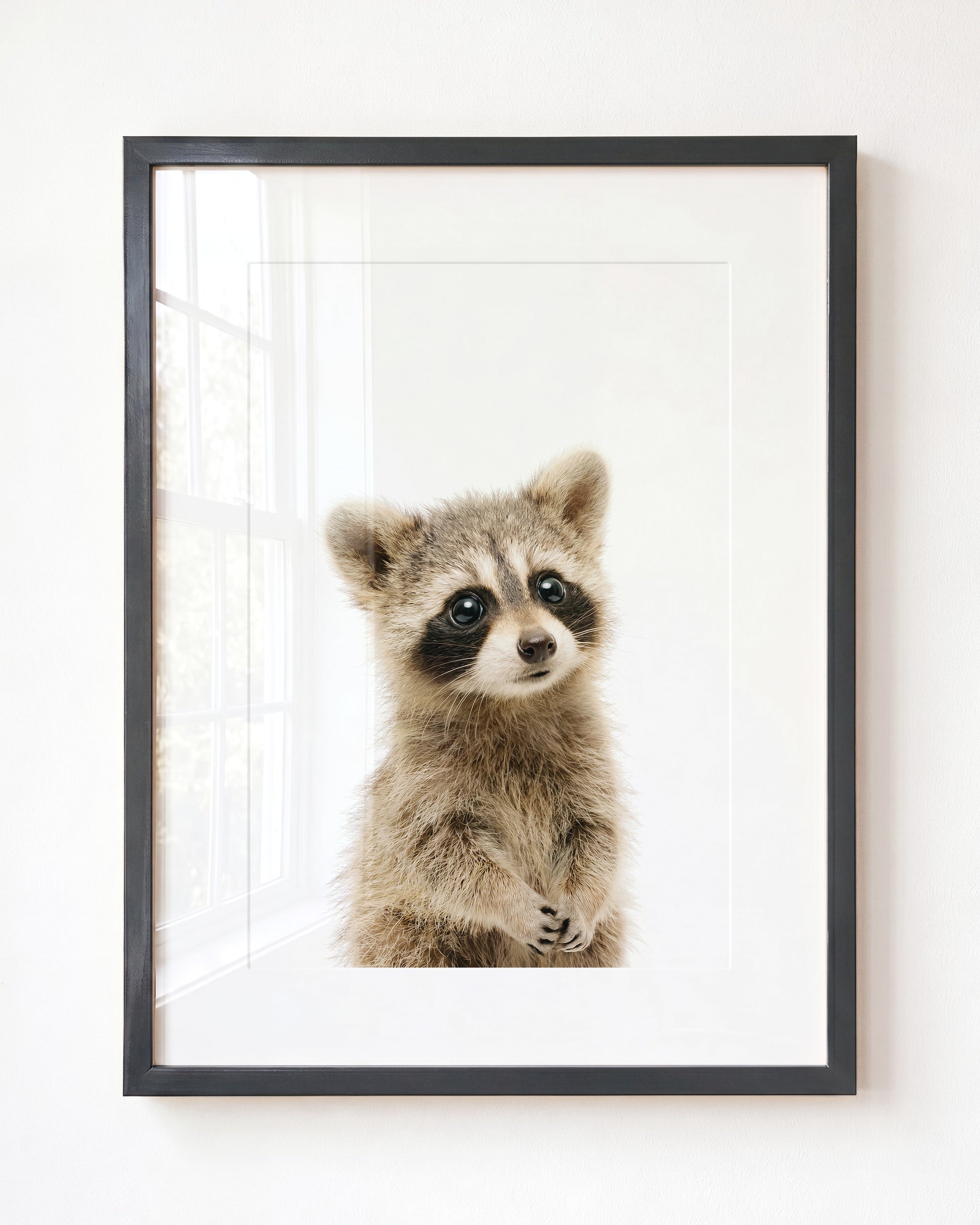 Baby Raccoon