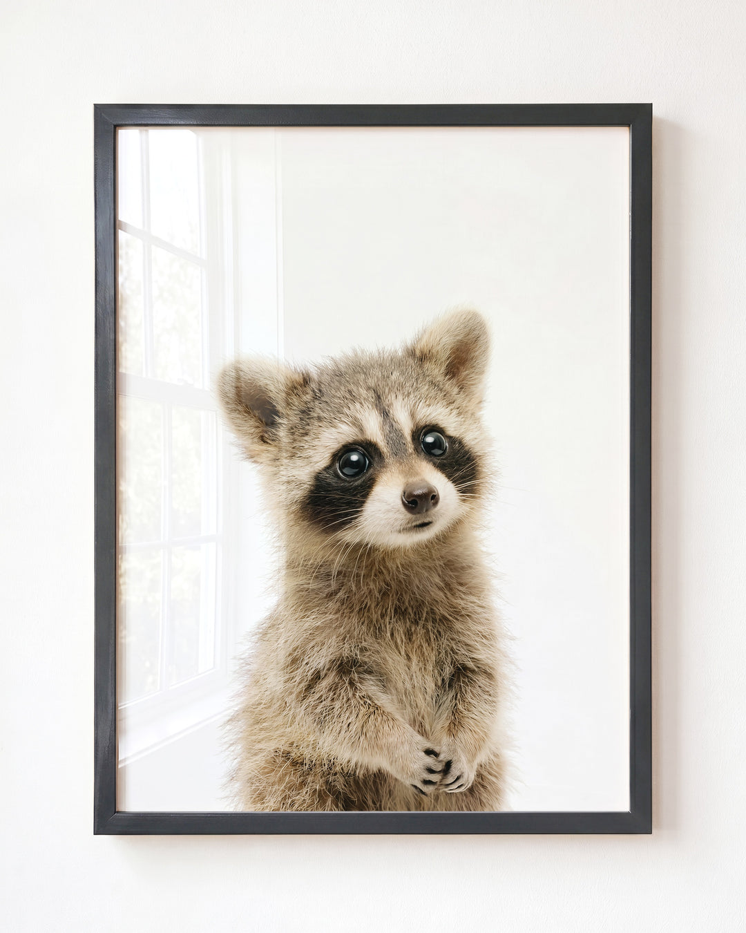 Baby Raccoon — Framed
