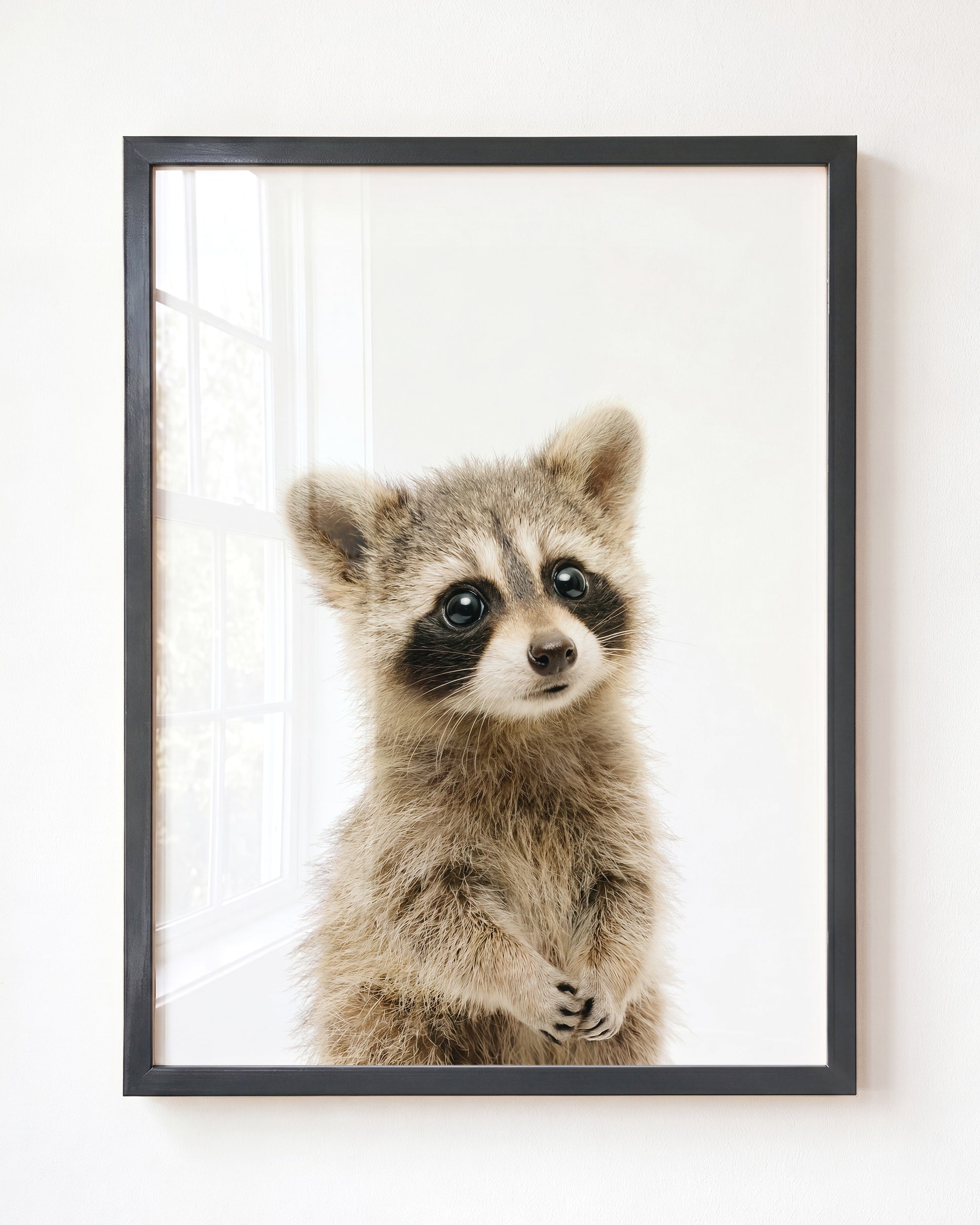 Baby Raccoon
