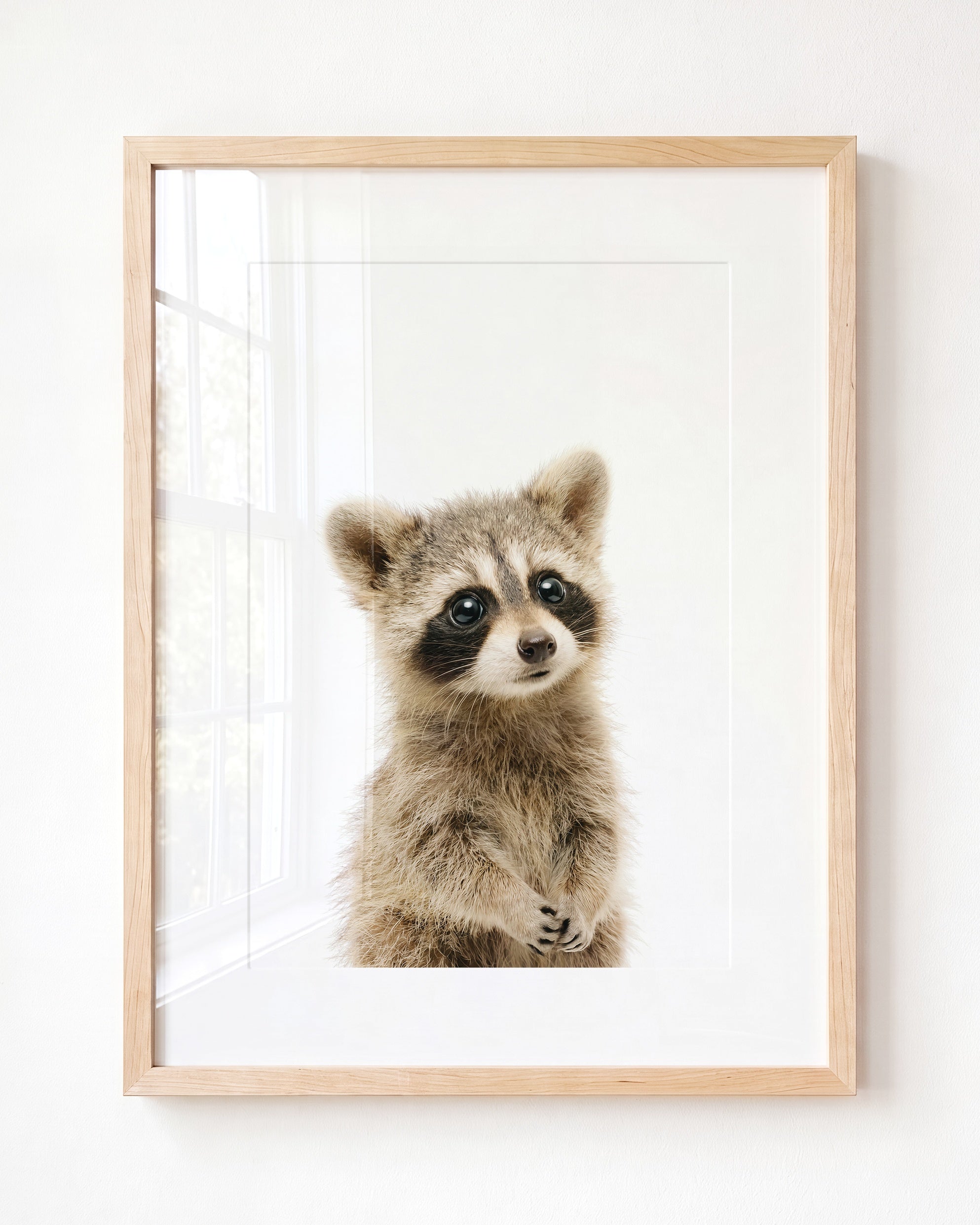 Baby Raccoon