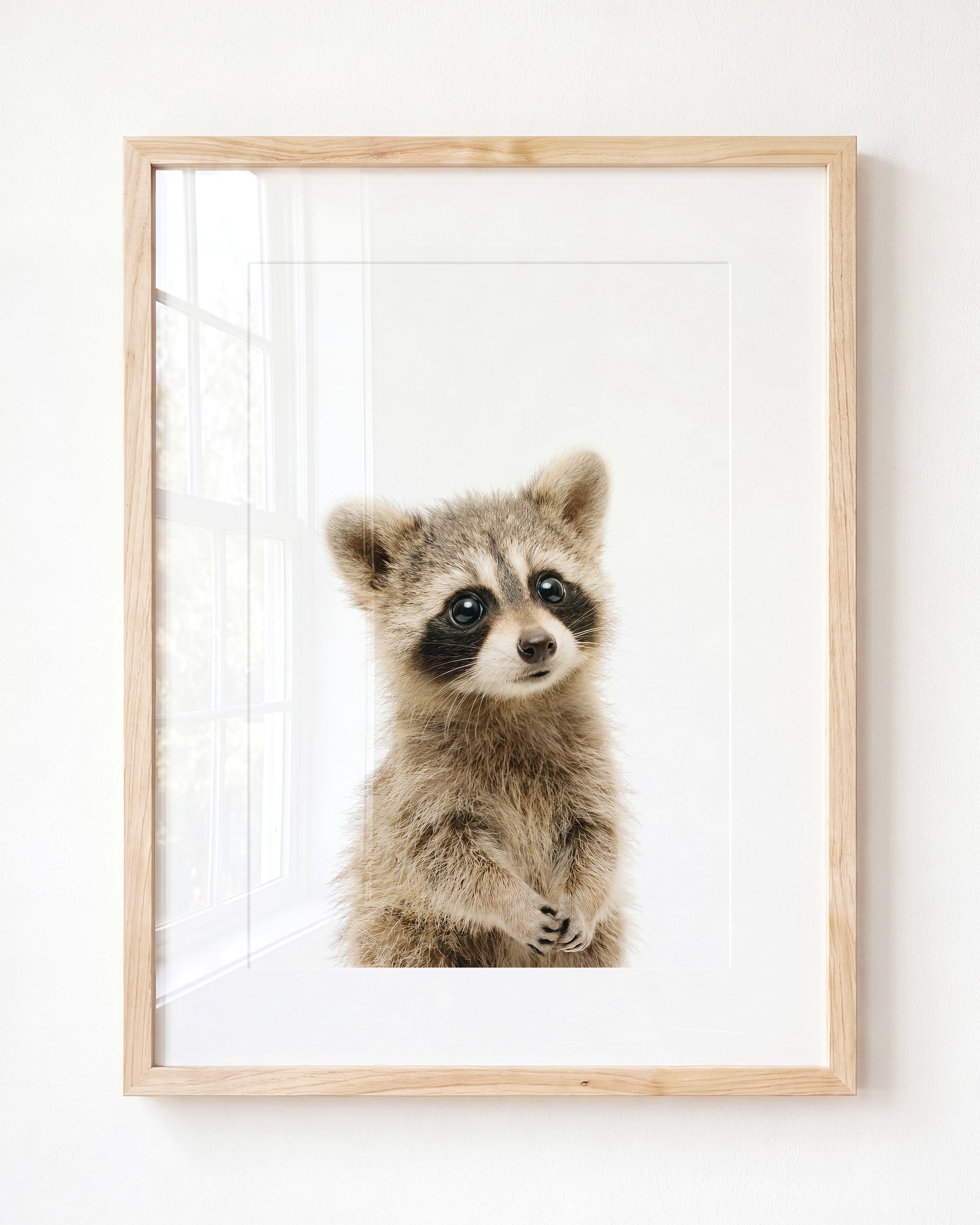 Baby Raccoon