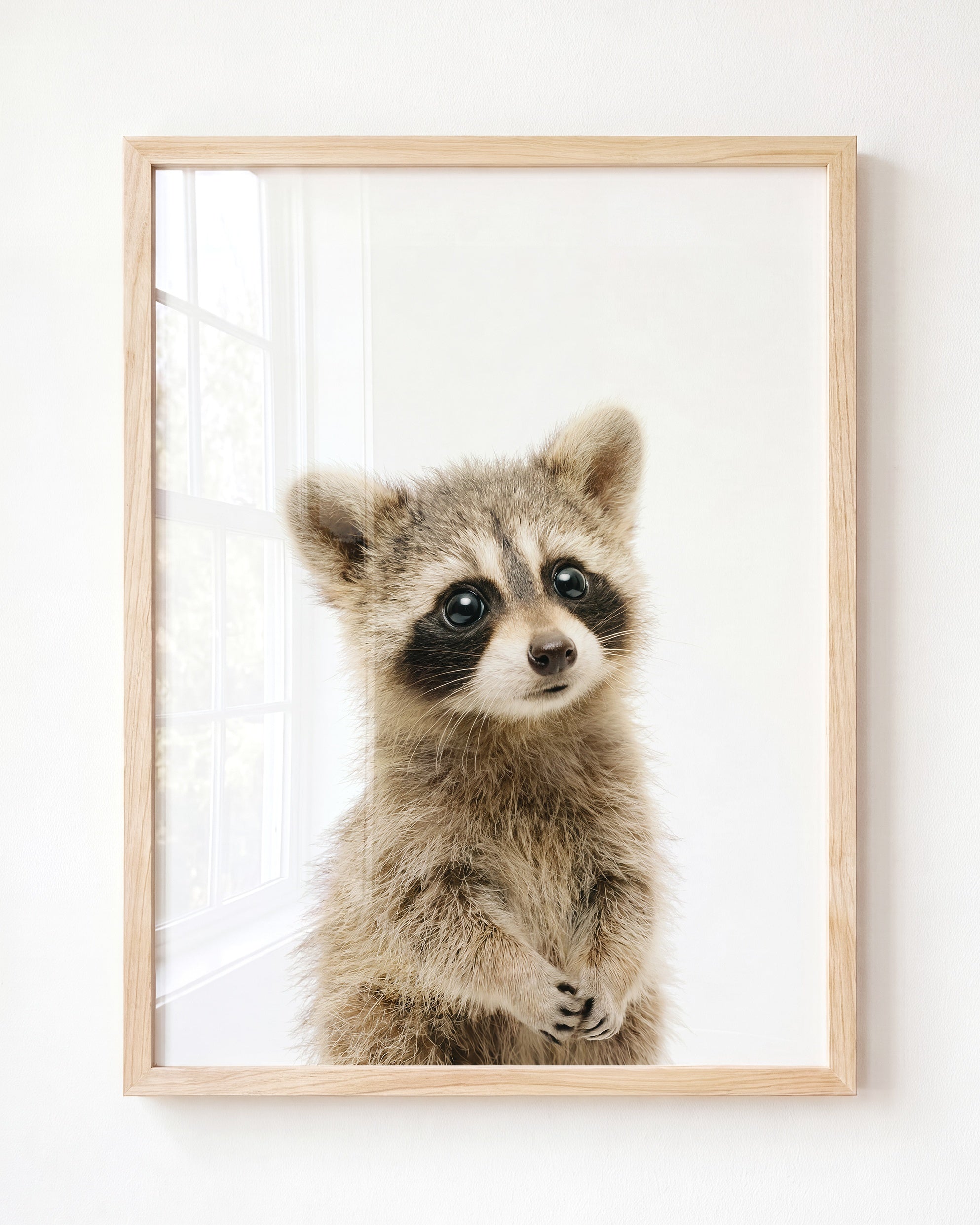 Baby Raccoon