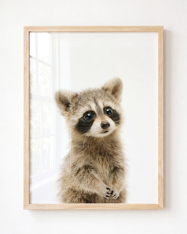 Baby Raccoon - Framed Art