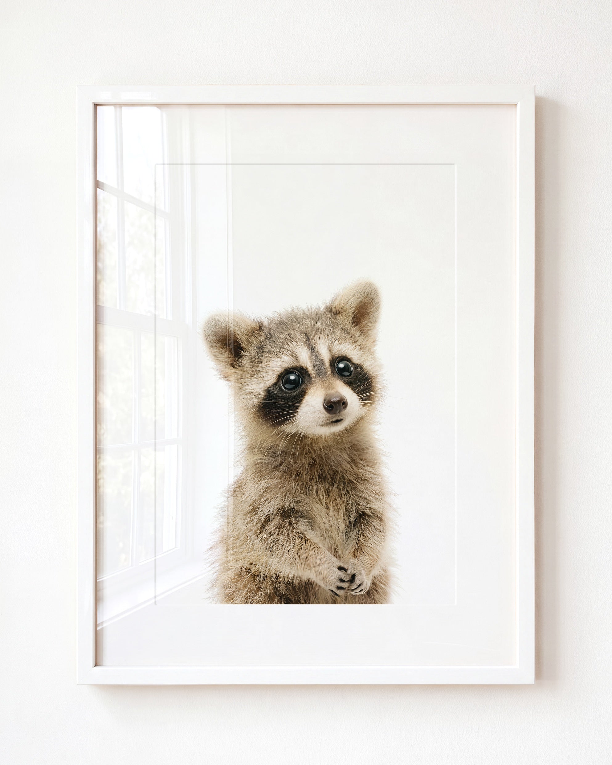 Baby Raccoon