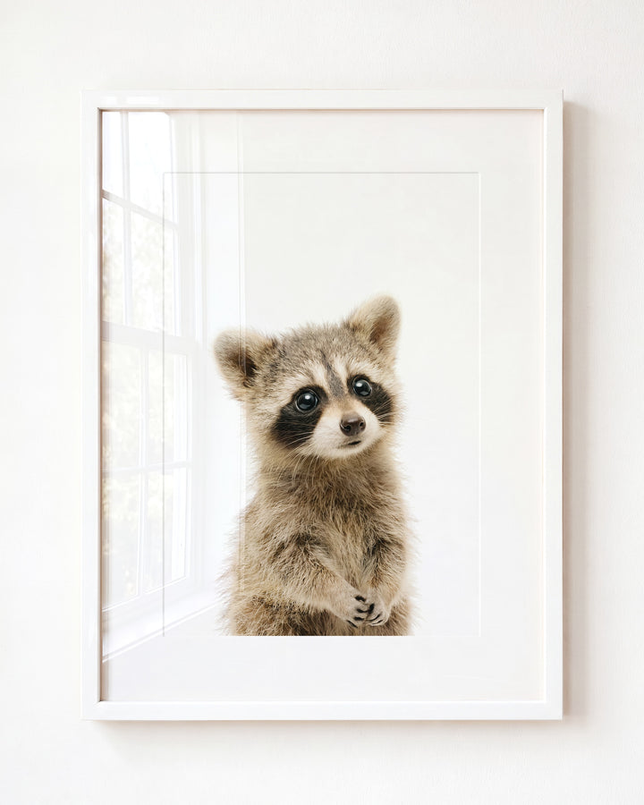 Baby Raccoon — Framed