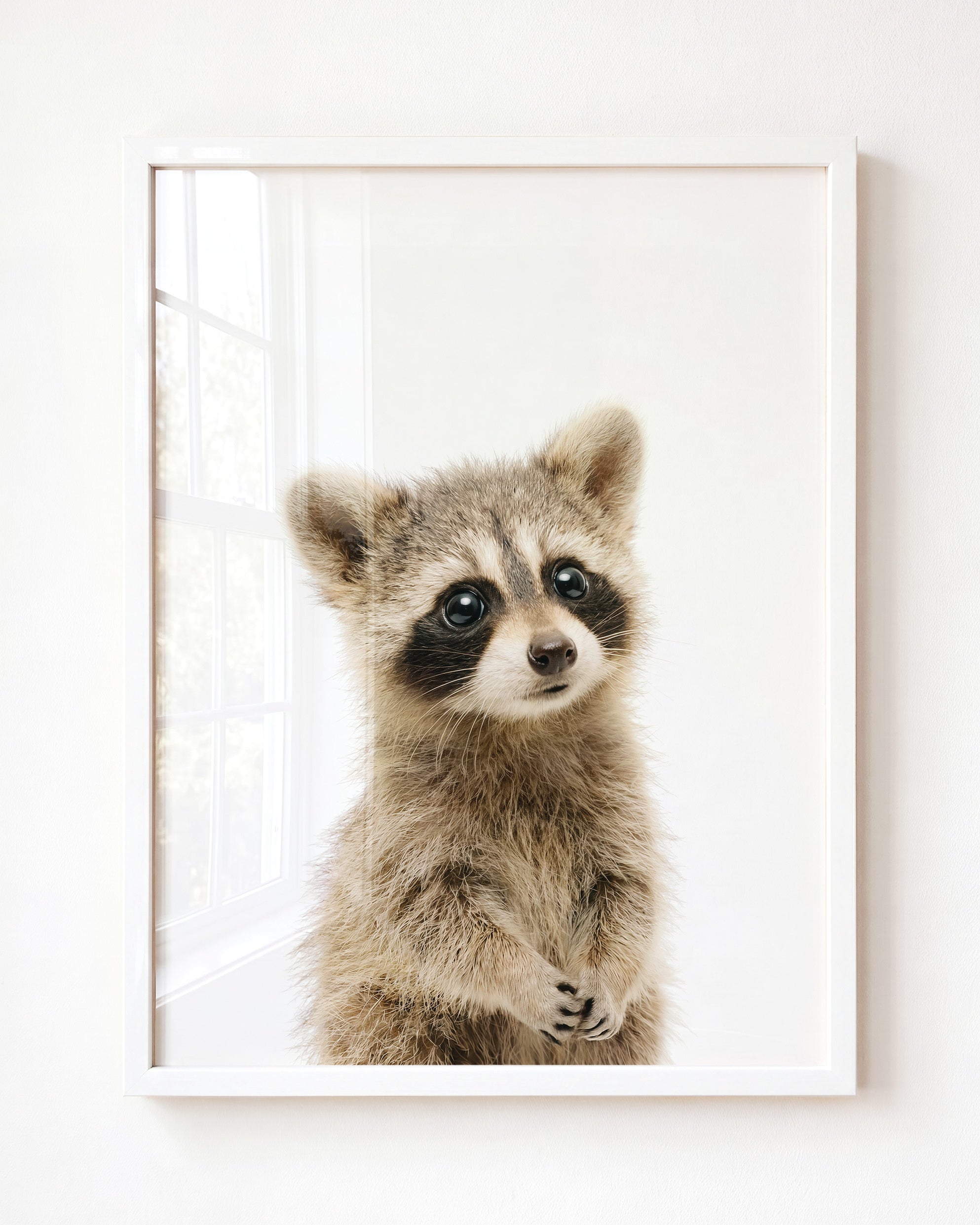 Baby Raccoon