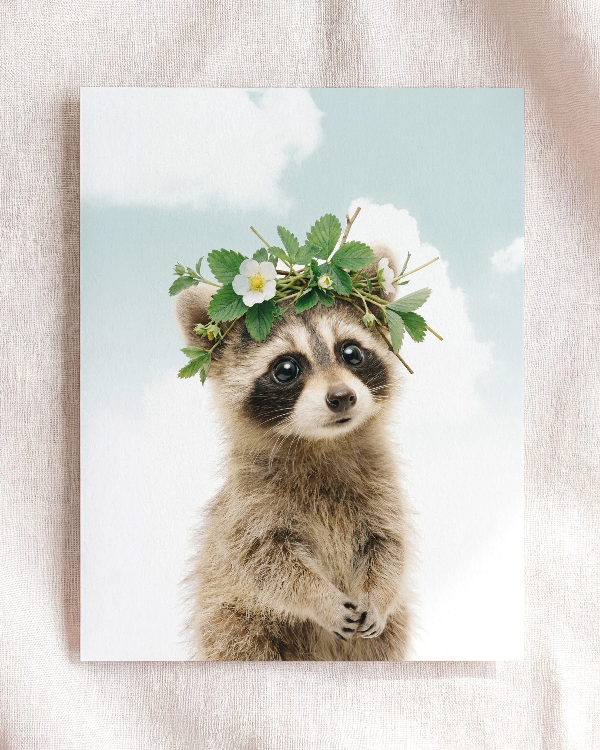 Baby Raccoon