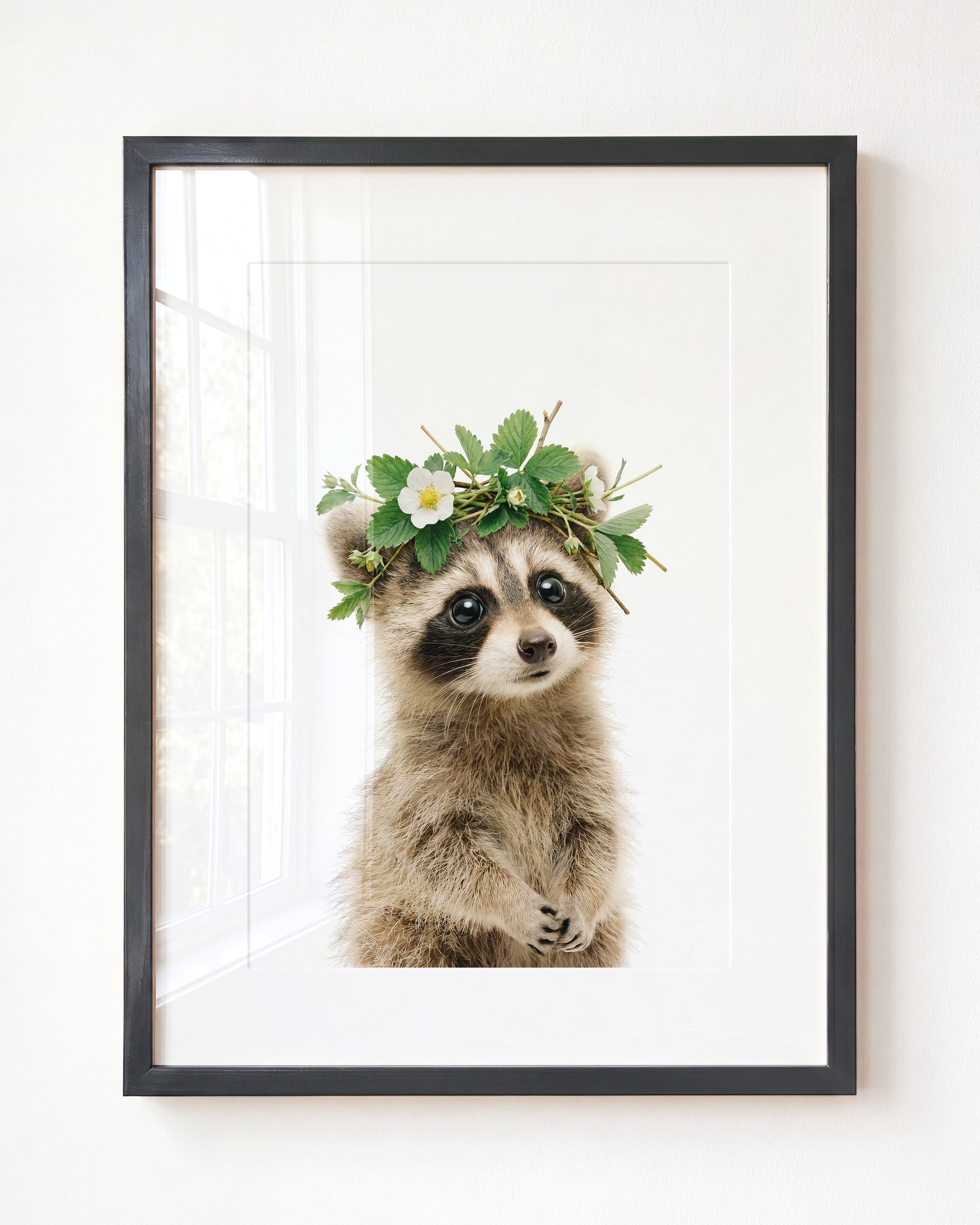 Baby Raccoon
