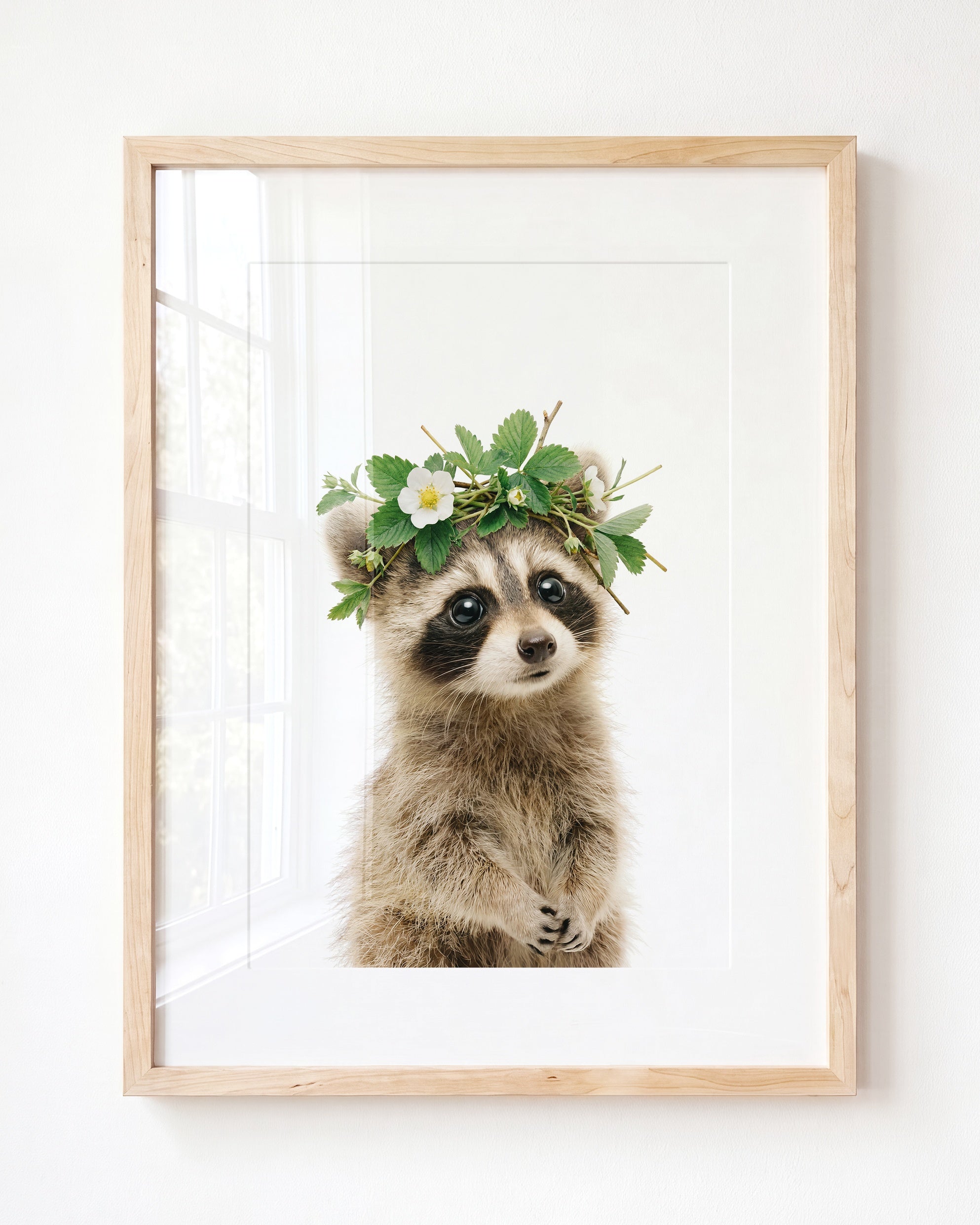Baby Raccoon