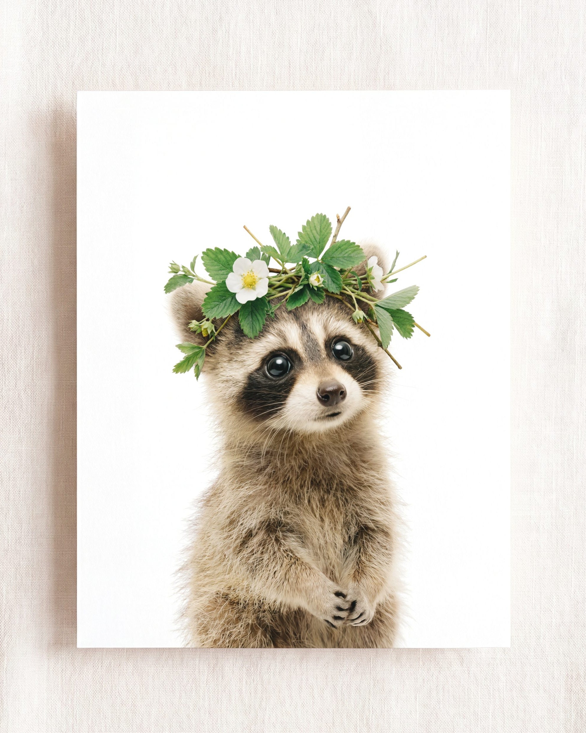 Baby Raccoon