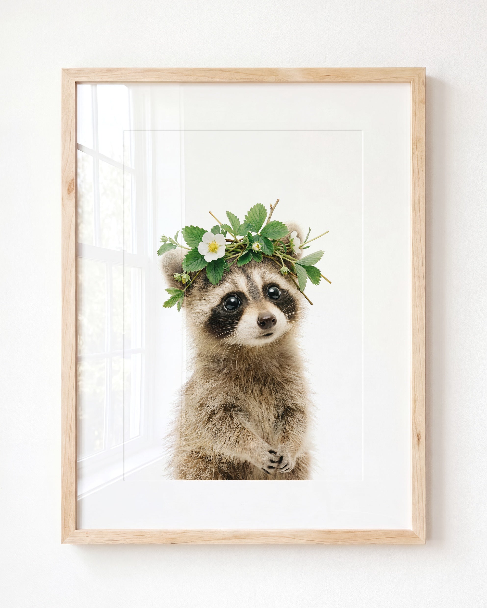 Baby Raccoon