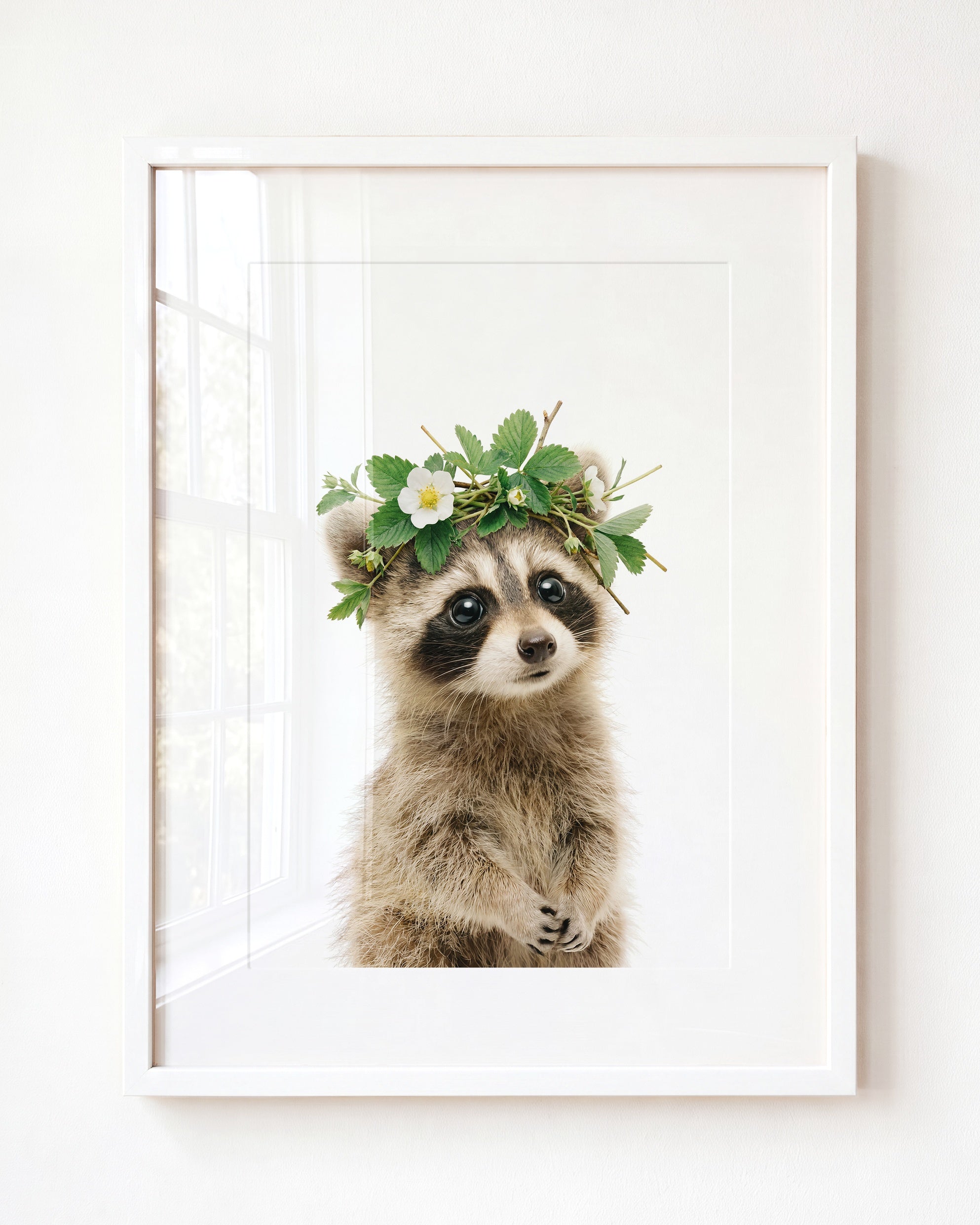 Baby Raccoon