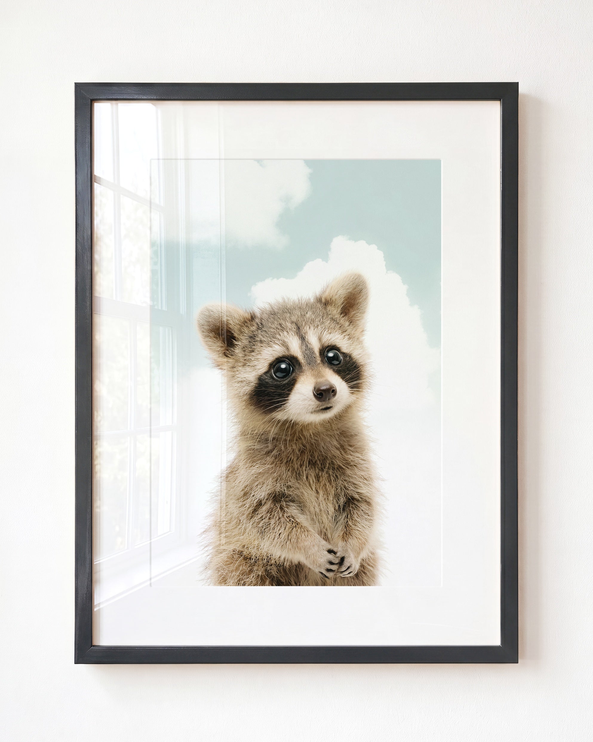 Baby Raccoon