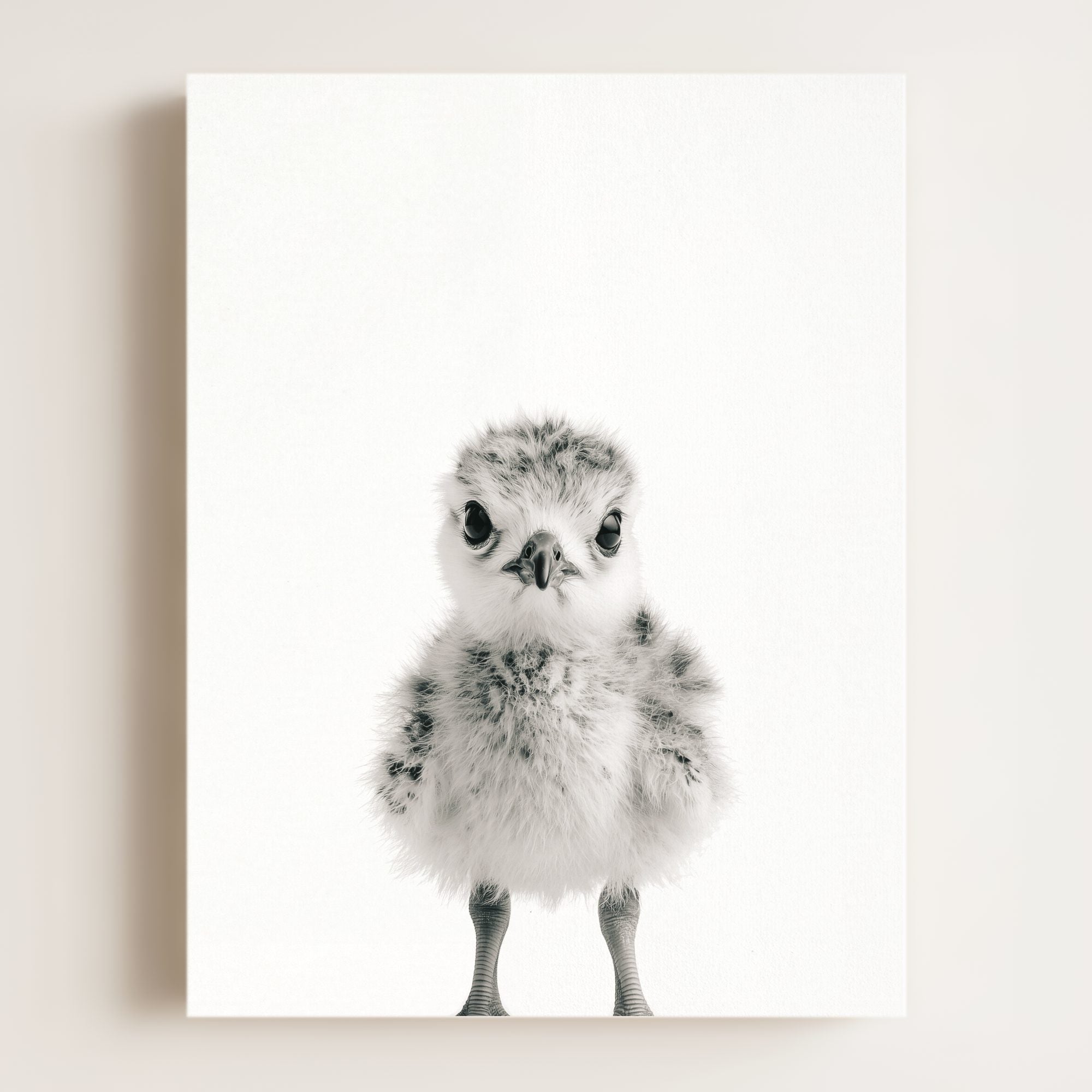Baby Seagull