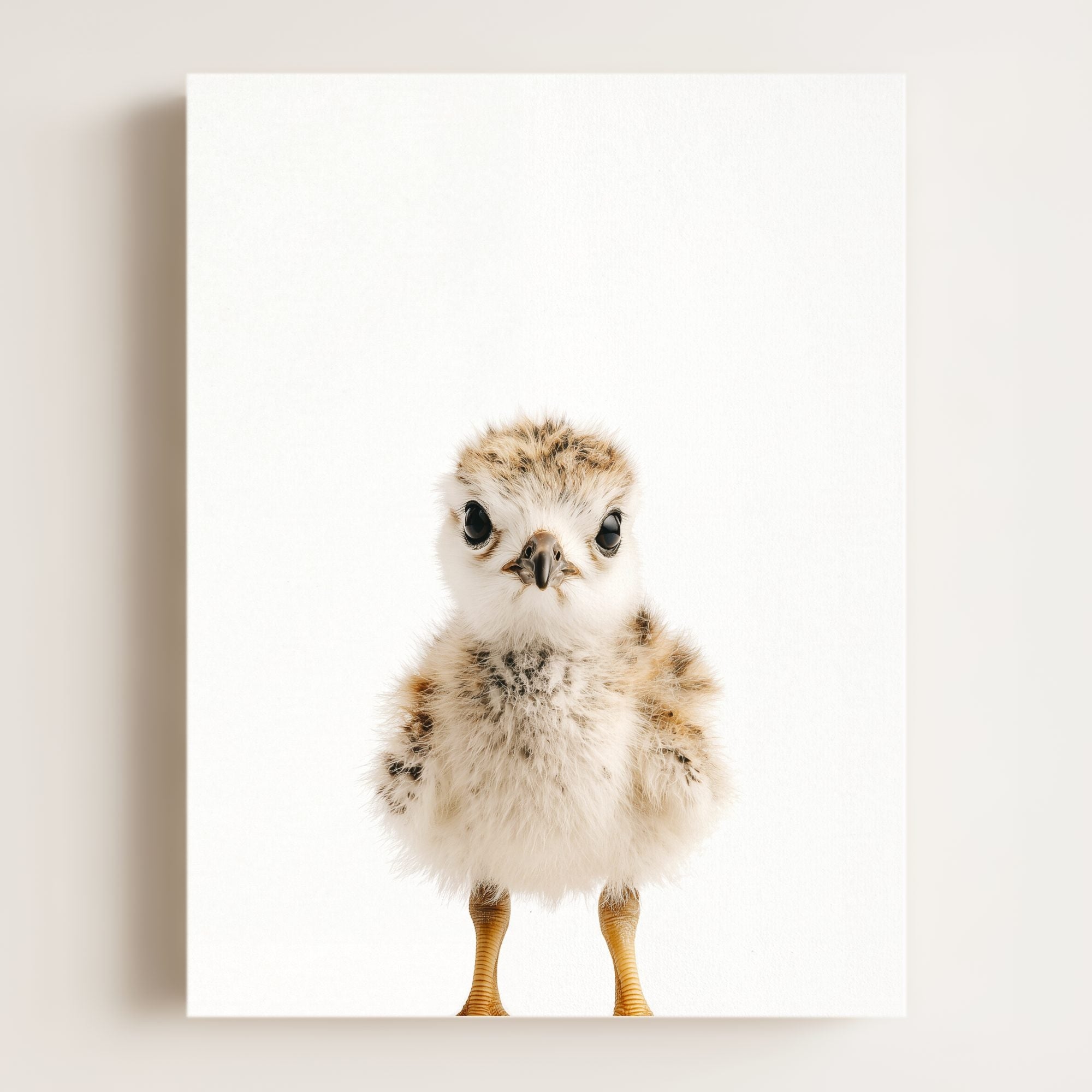 Baby Seagull